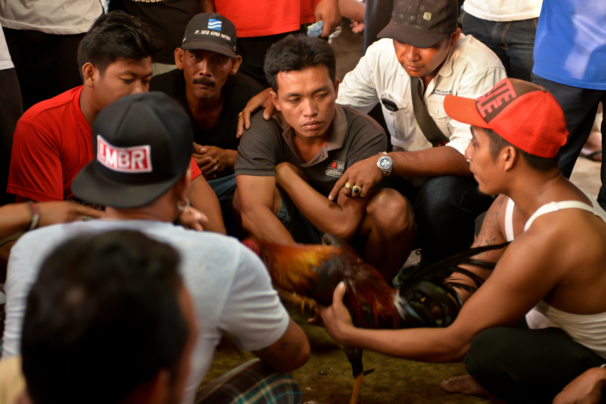 Nikon AF-S Nikkor 28-70mm F2.8 ED-IF sample photo. Cockfights on bali, indonesia photography