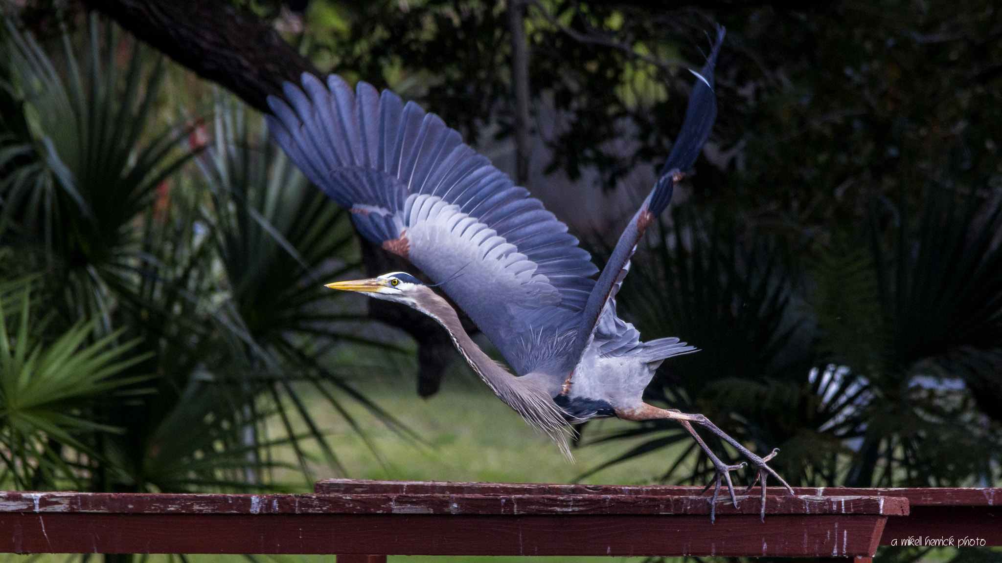 Sigma 150-500mm F5-6.3 DG OS HSM sample photo. Lift off photography