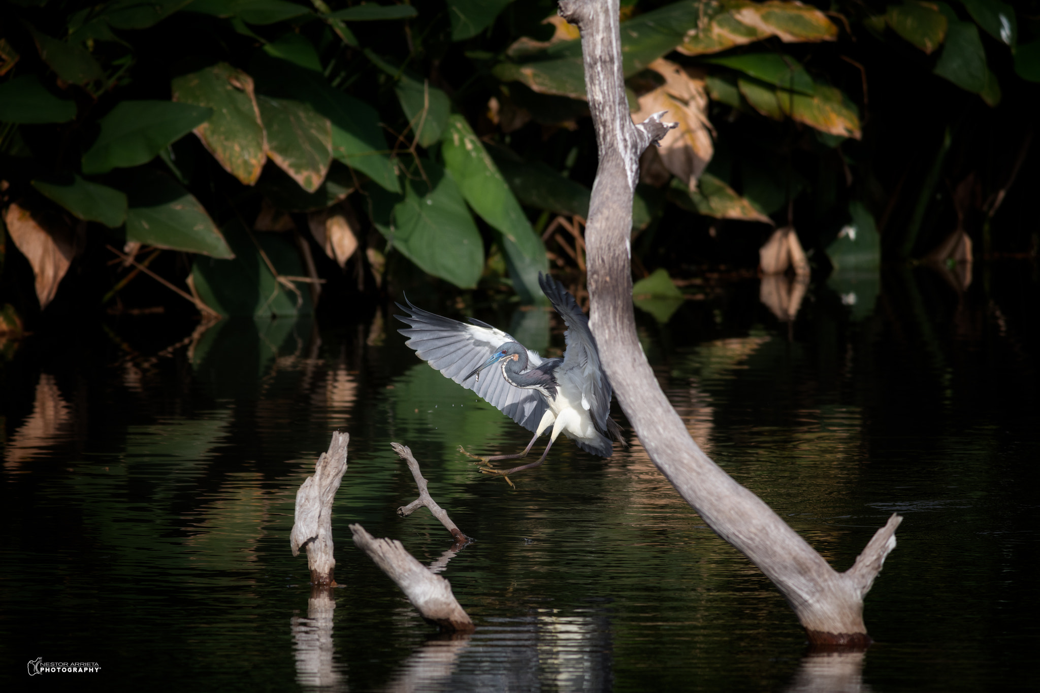 Canon EOS 5DS R + Canon EF 400mm F5.6L USM sample photo. Landing photography