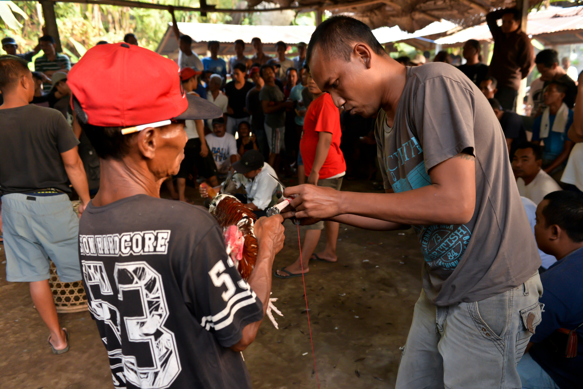 Nikon D610 sample photo. Cockfights on bali, indonesia photography