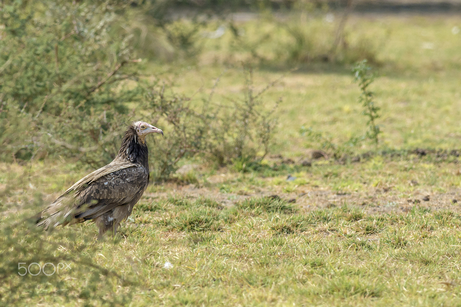Nikon D7100 + Nikon AF-S Nikkor 300mm F4D ED-IF sample photo. Egyptian vulture (neophron percnopterus) - juv photography
