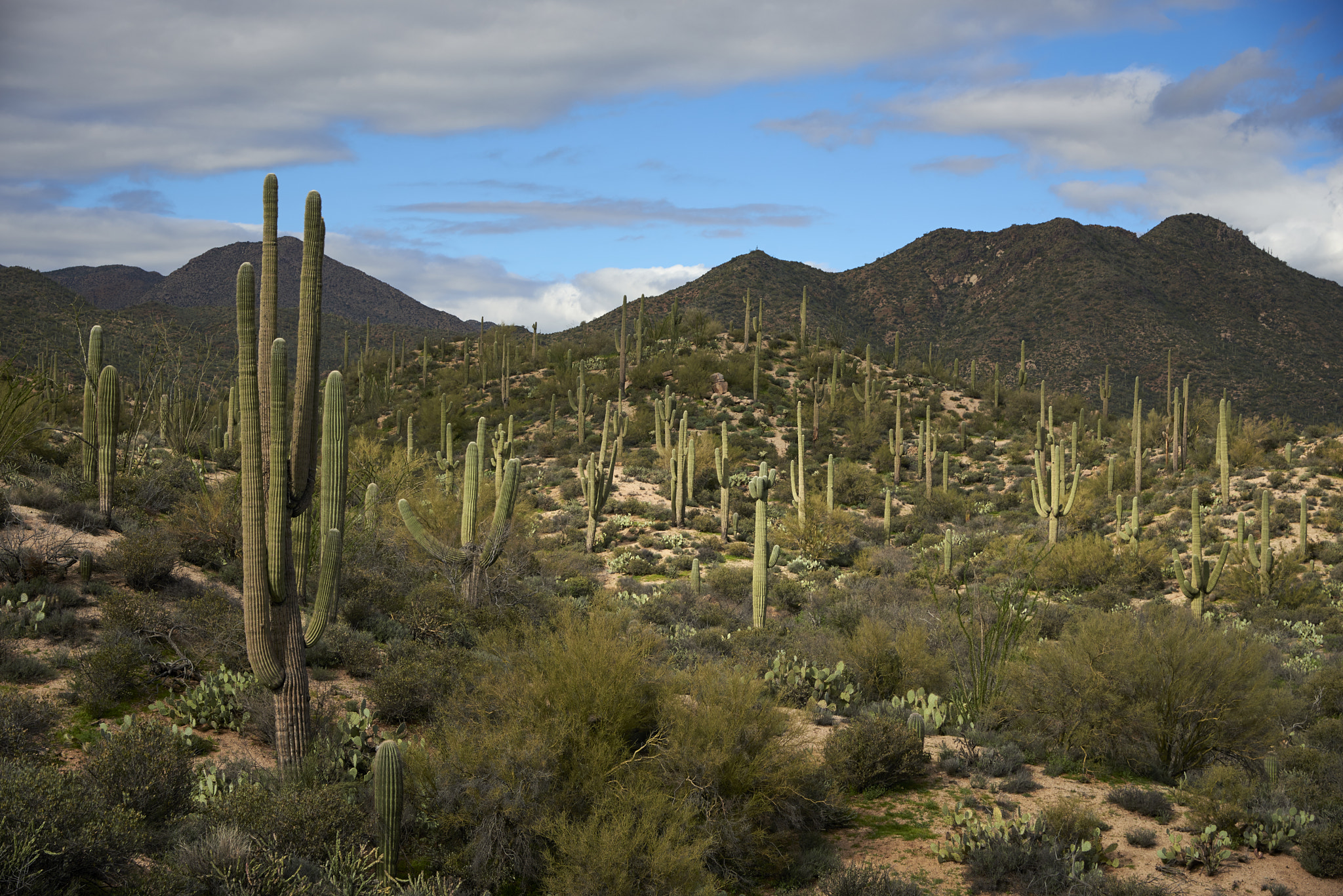 Nikon AF-S Nikkor 24-120mm F4G ED VR sample photo. Arizona wilderness photography