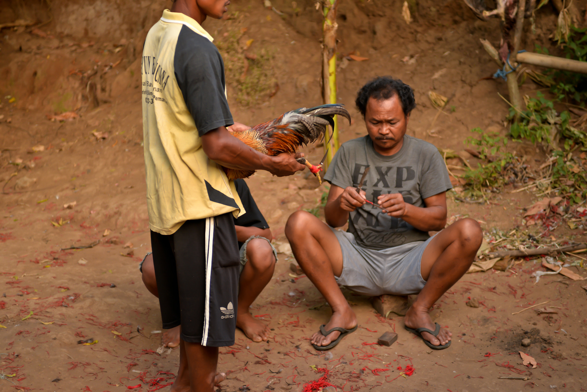 Nikon AF-S Nikkor 28-70mm F2.8 ED-IF sample photo. Cockfights on bali, indonesia photography