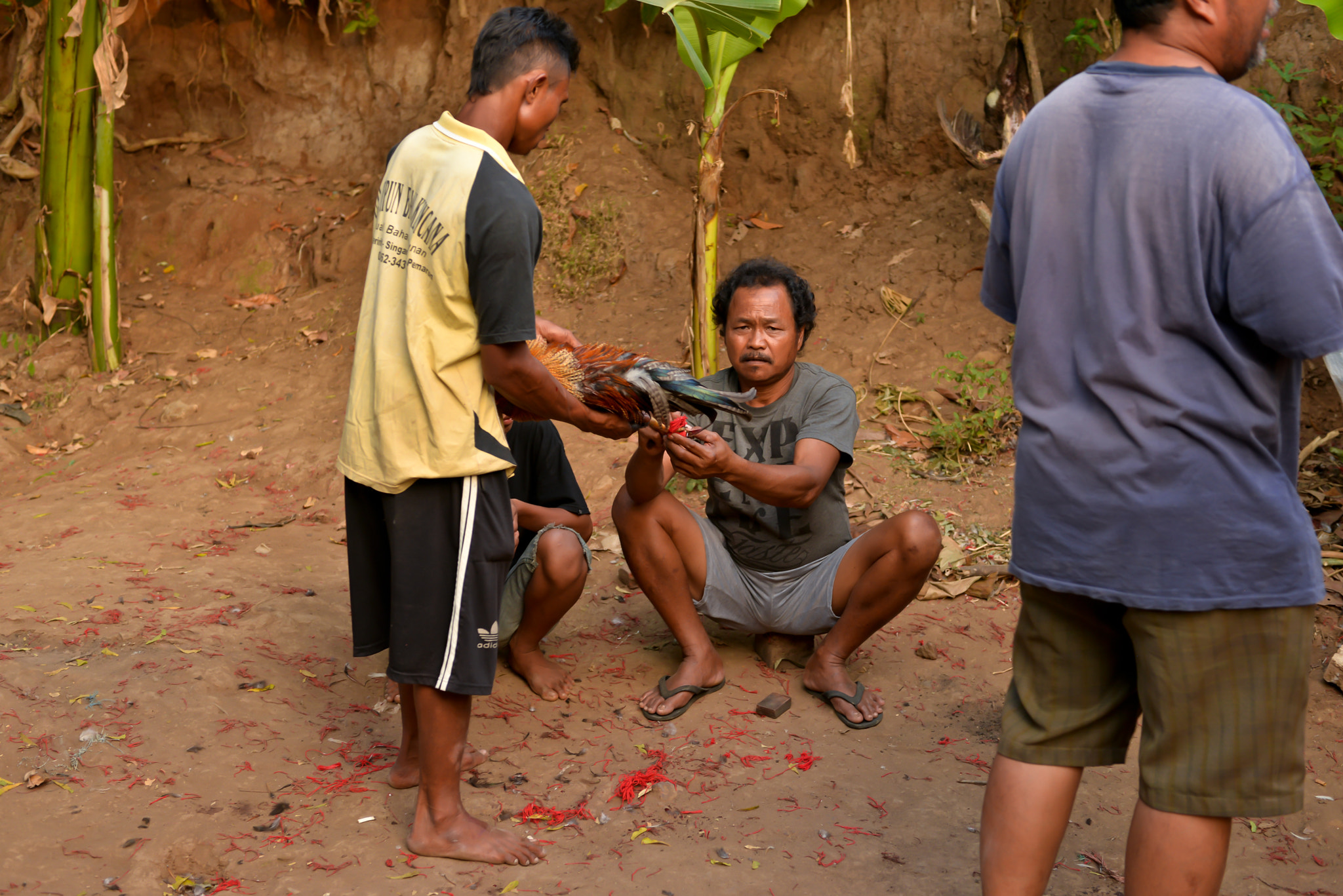 Nikon AF-S Nikkor 28-70mm F2.8 ED-IF sample photo. Cockfights on bali, indonesia photography