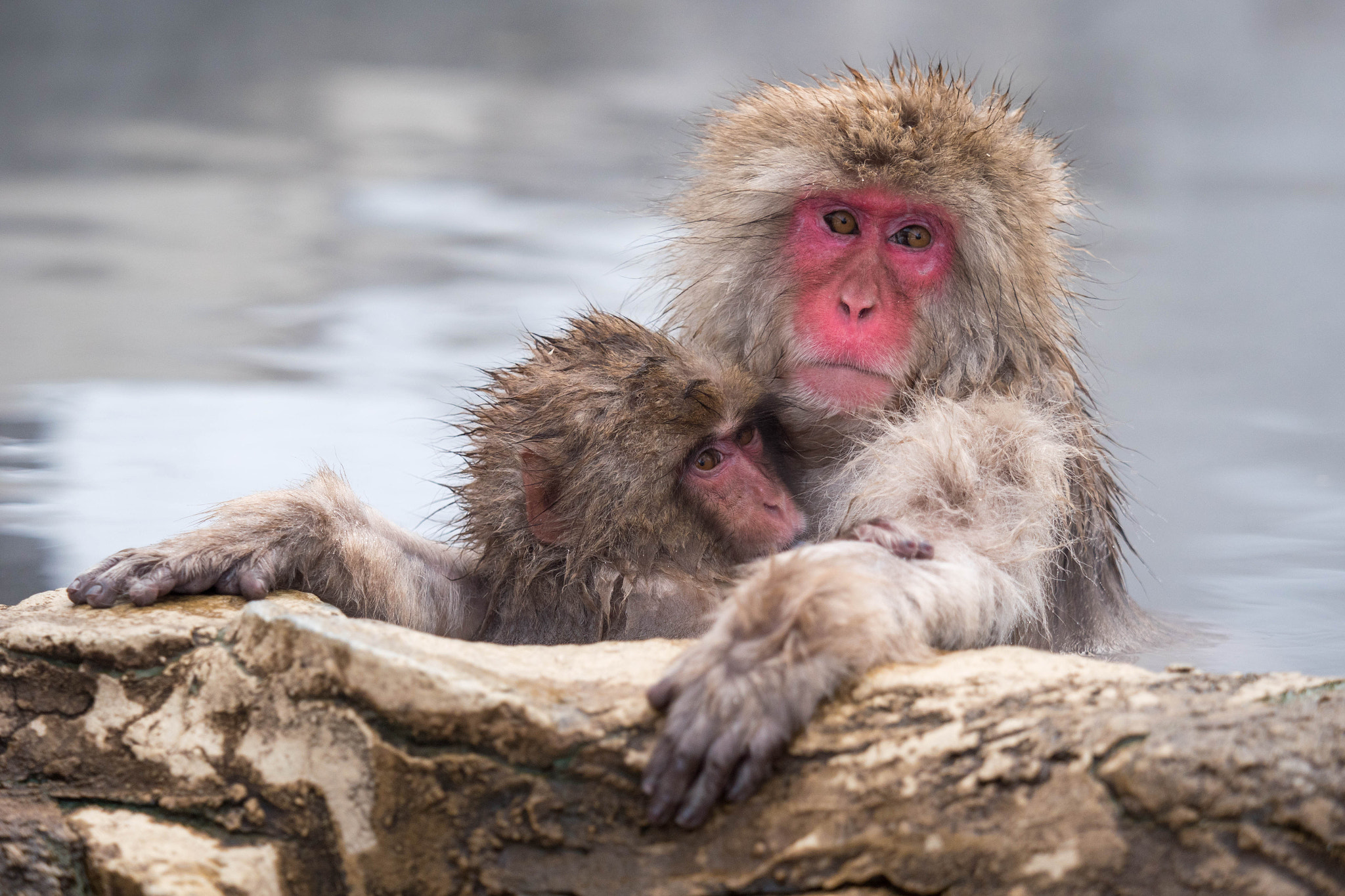 Panasonic Lumix DMC-GX8 sample photo. Snow monkey mother and baby photography