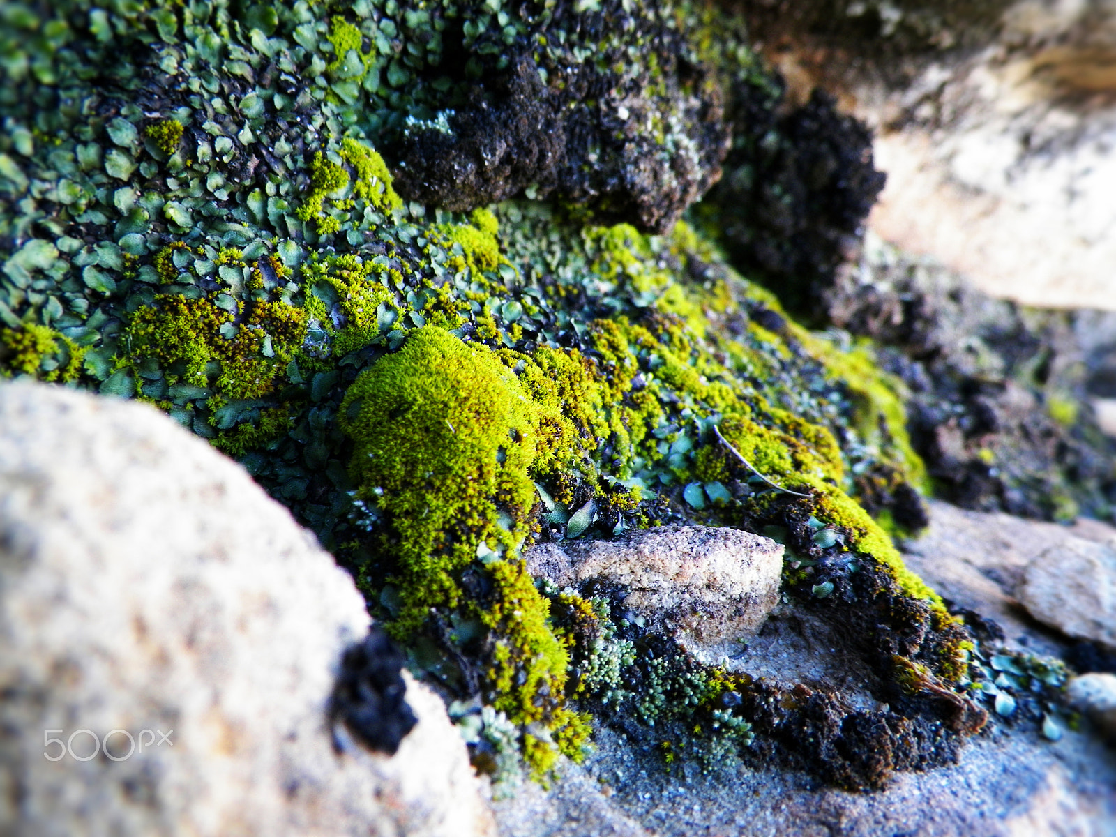 Kodak EASYSHARE Z5010 DIGITAL CAMERA sample photo. Moss aplenty photography