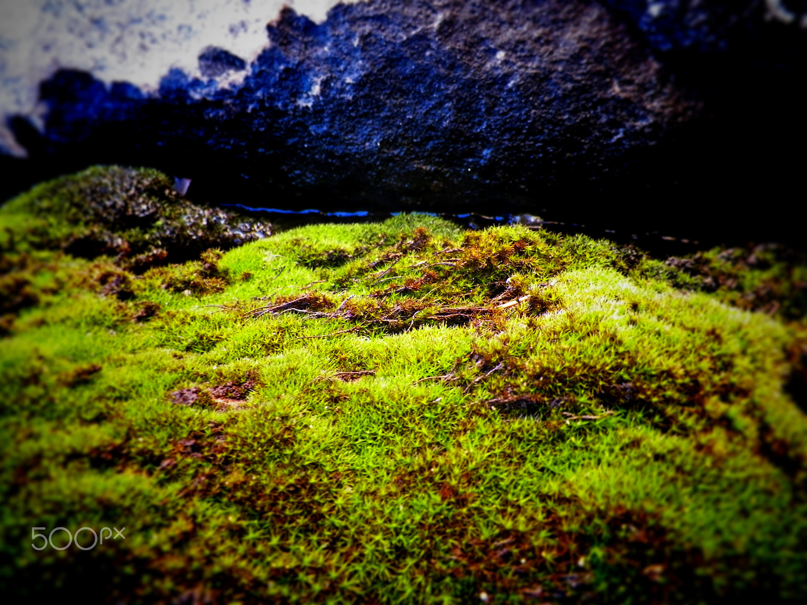Kodak EASYSHARE Z5010 DIGITAL CAMERA sample photo. Moss land photography