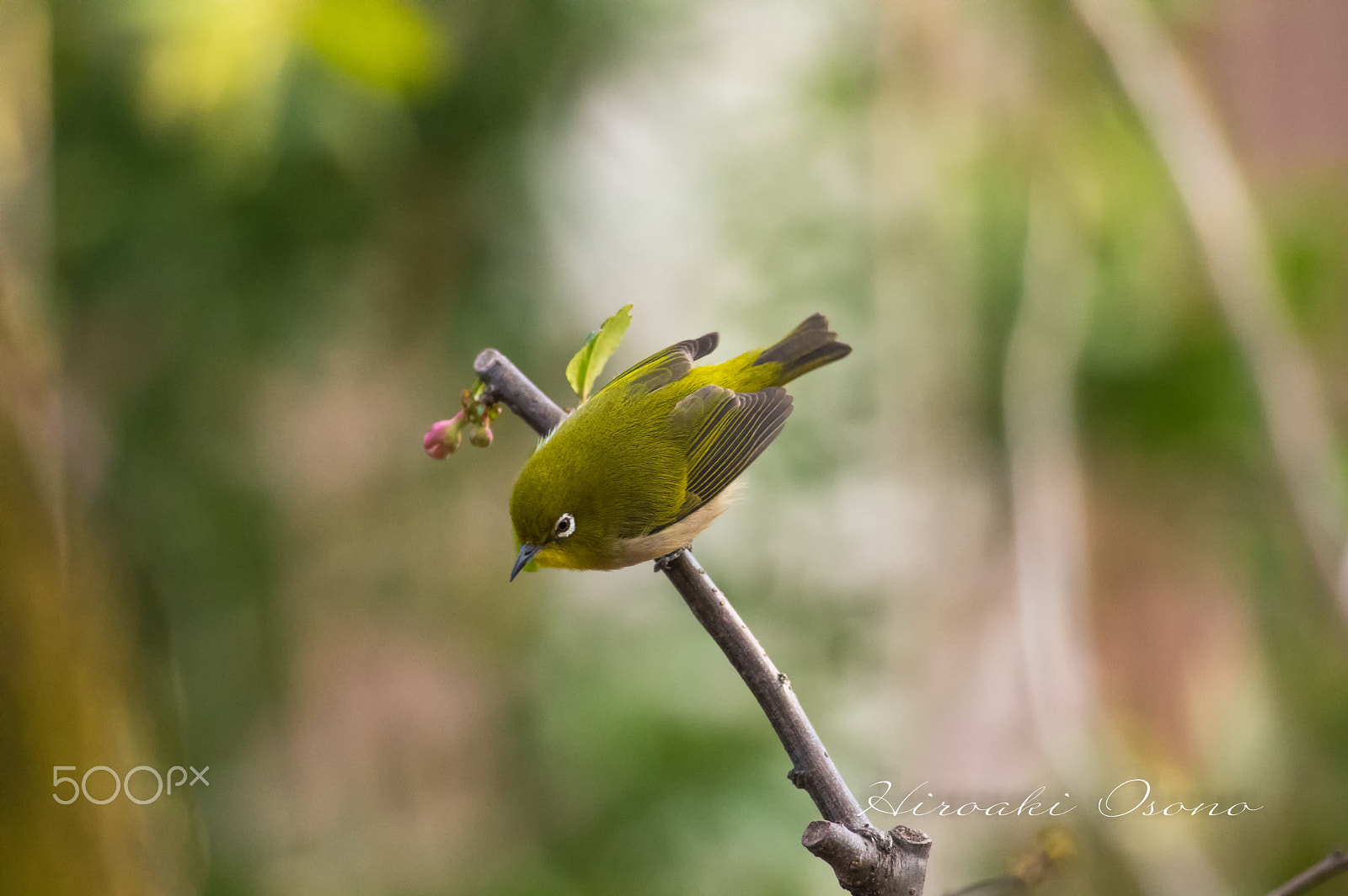 Pentax K-3 sample photo. Mejiro photography