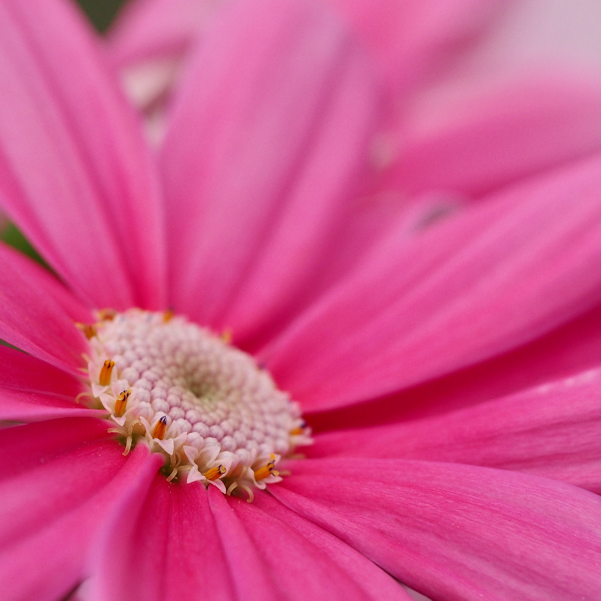 Olympus M.Zuiko Digital ED 60mm F2.8 Macro sample photo. Senecio cruentus photography