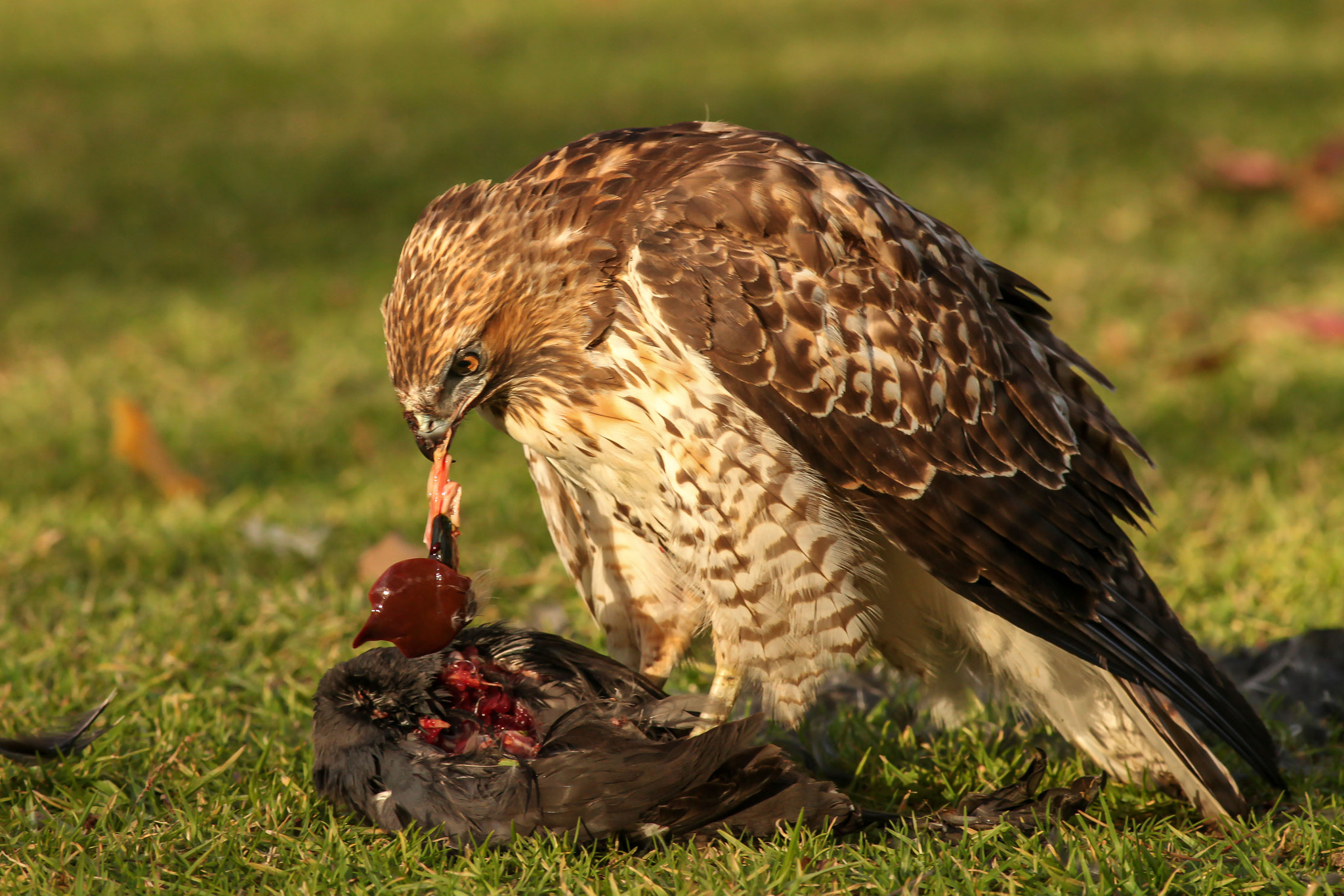 Canon EF 400mm F5.6L USM sample photo. The kill! photography