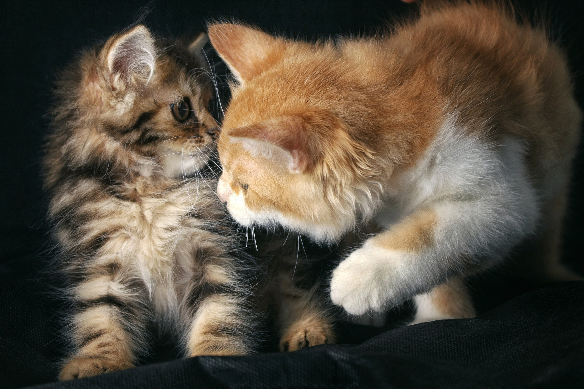 Canon EOS 40D sample photo. "cute" photography