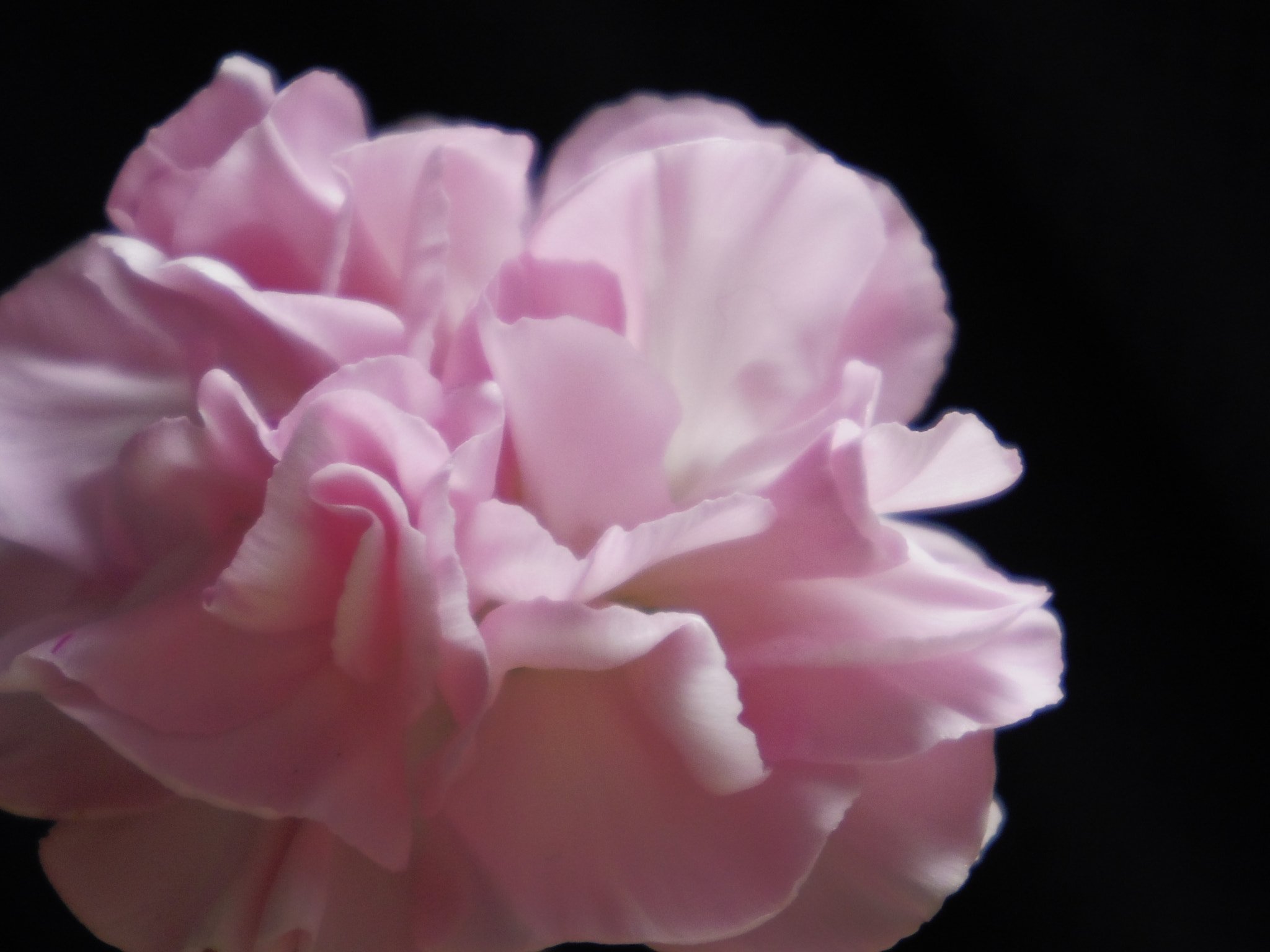 Pentax 02 Standard Zoom sample photo. Carnation photography