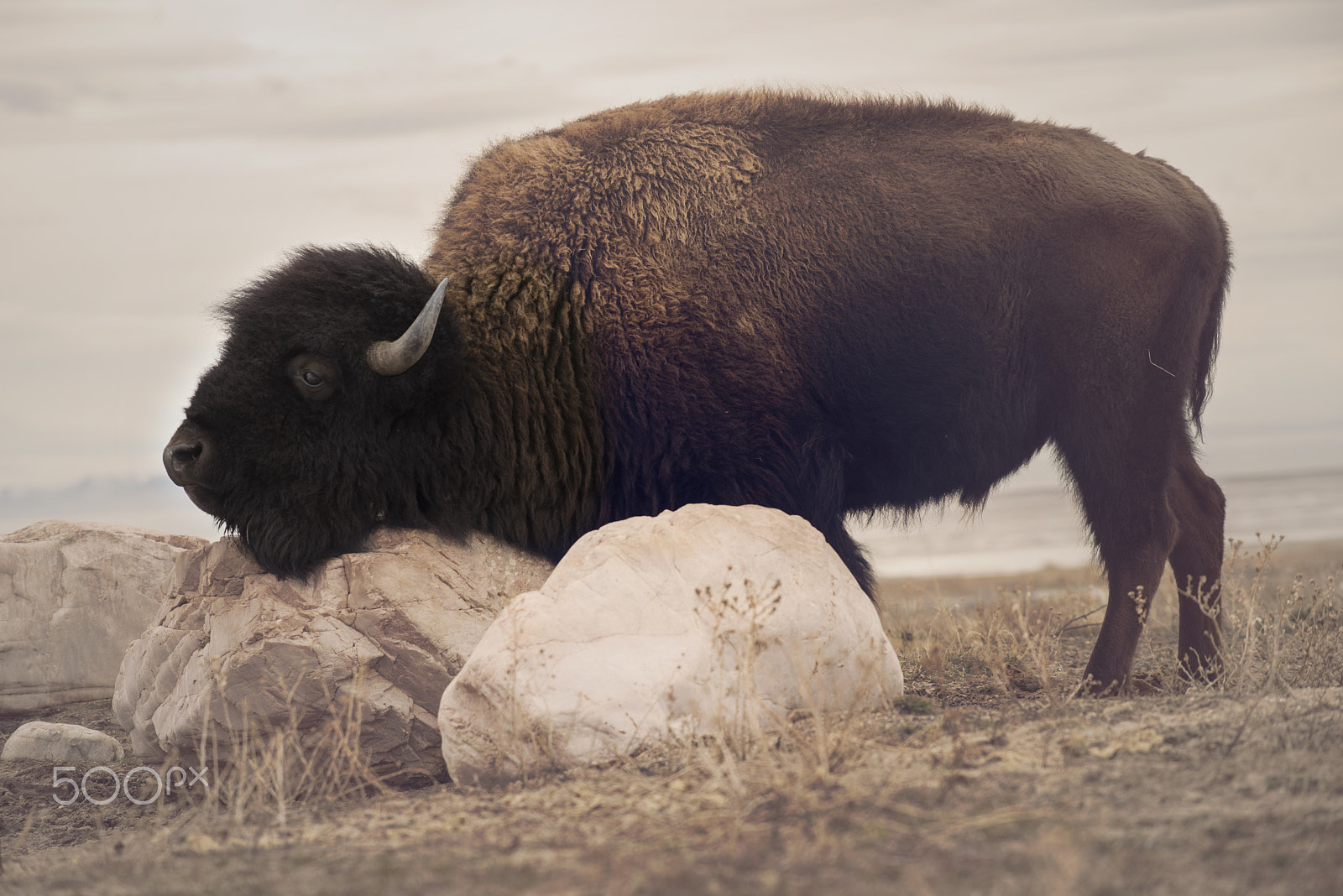 Nikon AF-S Nikkor 70-200mm F4G ED VR sample photo. Buffalo photography