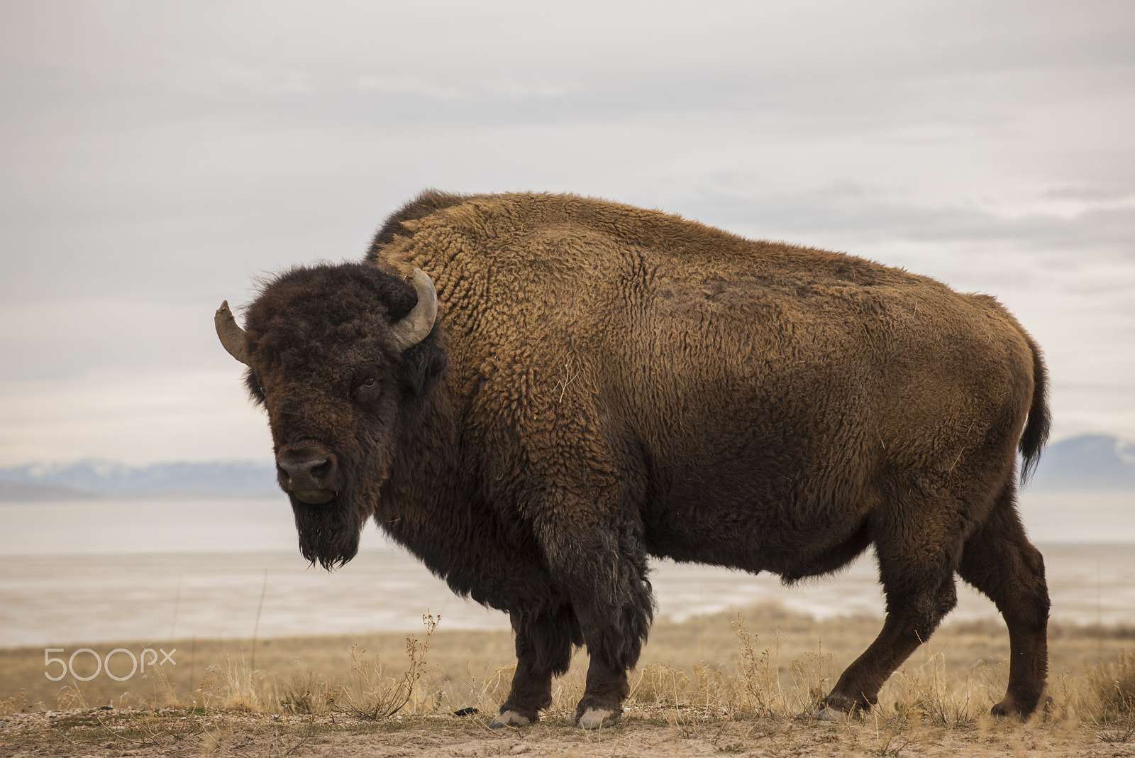 Nikon AF-S Nikkor 70-200mm F4G ED VR sample photo. Buffalo photography
