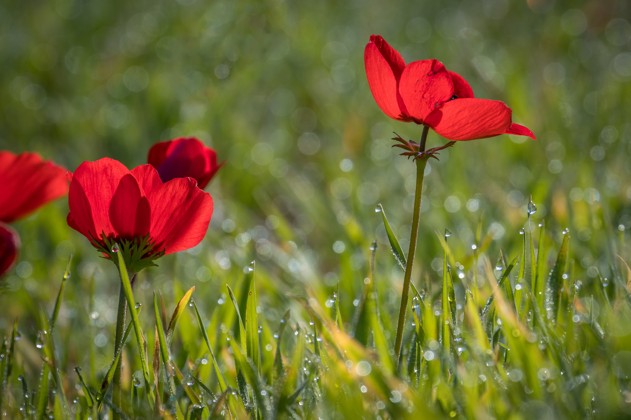 Canon EF 70-300mm F4-5.6L IS USM sample photo. Anemones photography