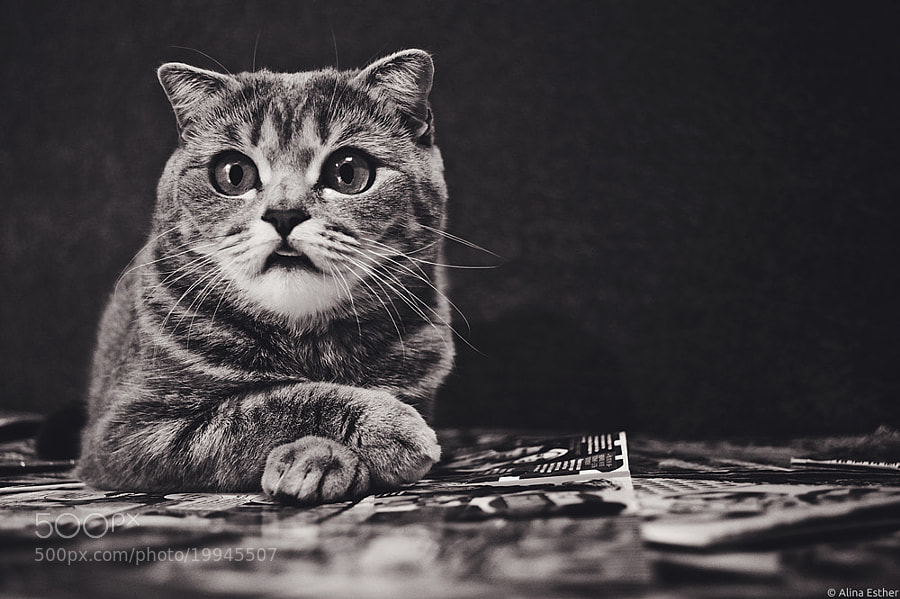 Photograph cat by Alina Esther