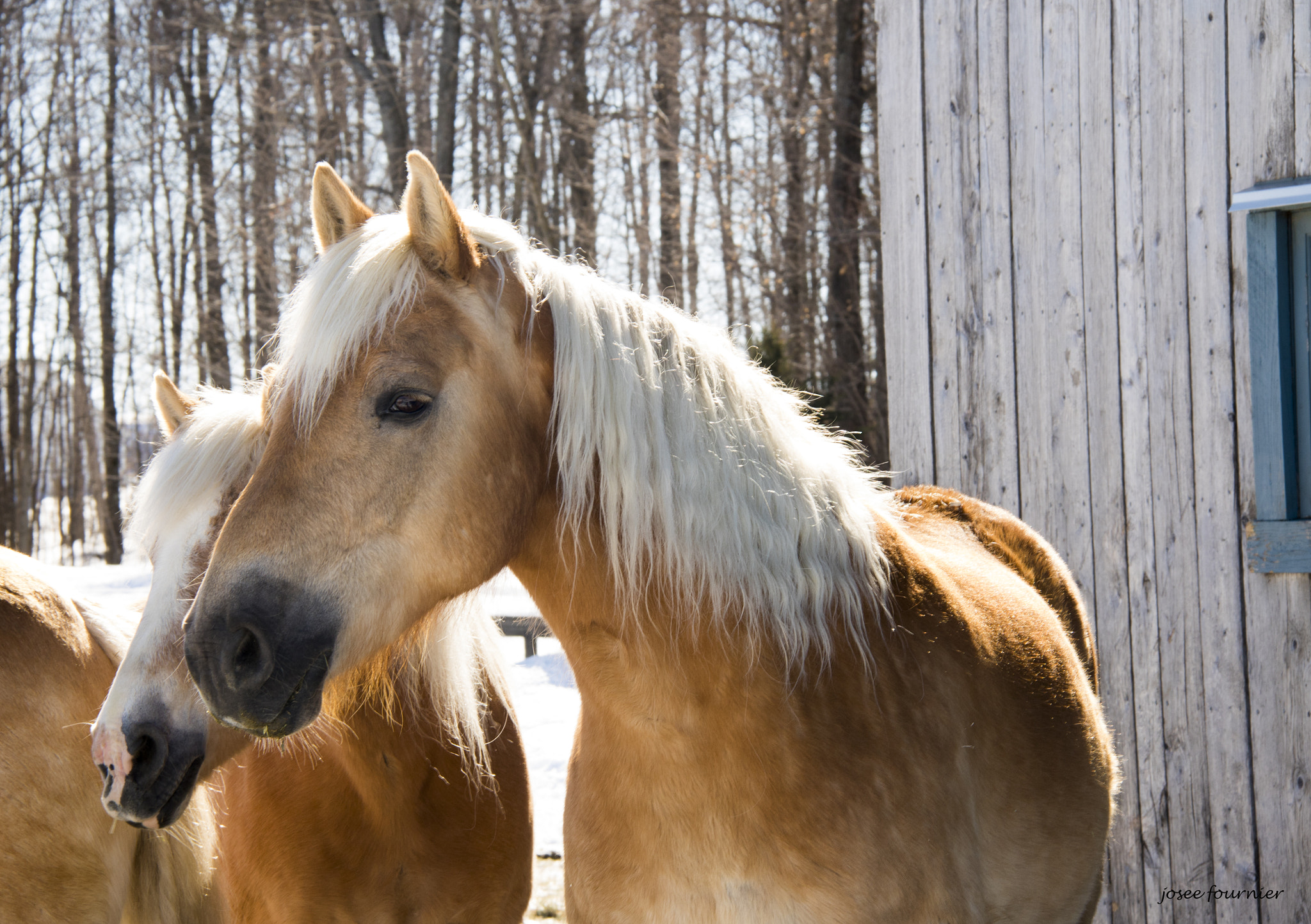 Canon EOS 760D (EOS Rebel T6s / EOS 8000D) sample photo. Grange de lanaudiere photography