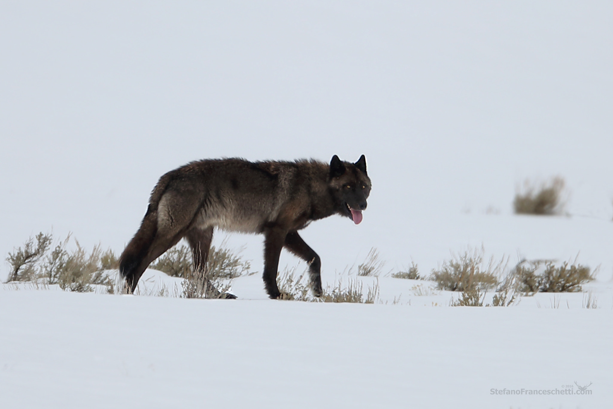 Canon EF 400mm F2.8L IS II USM sample photo. Black wolf! photography