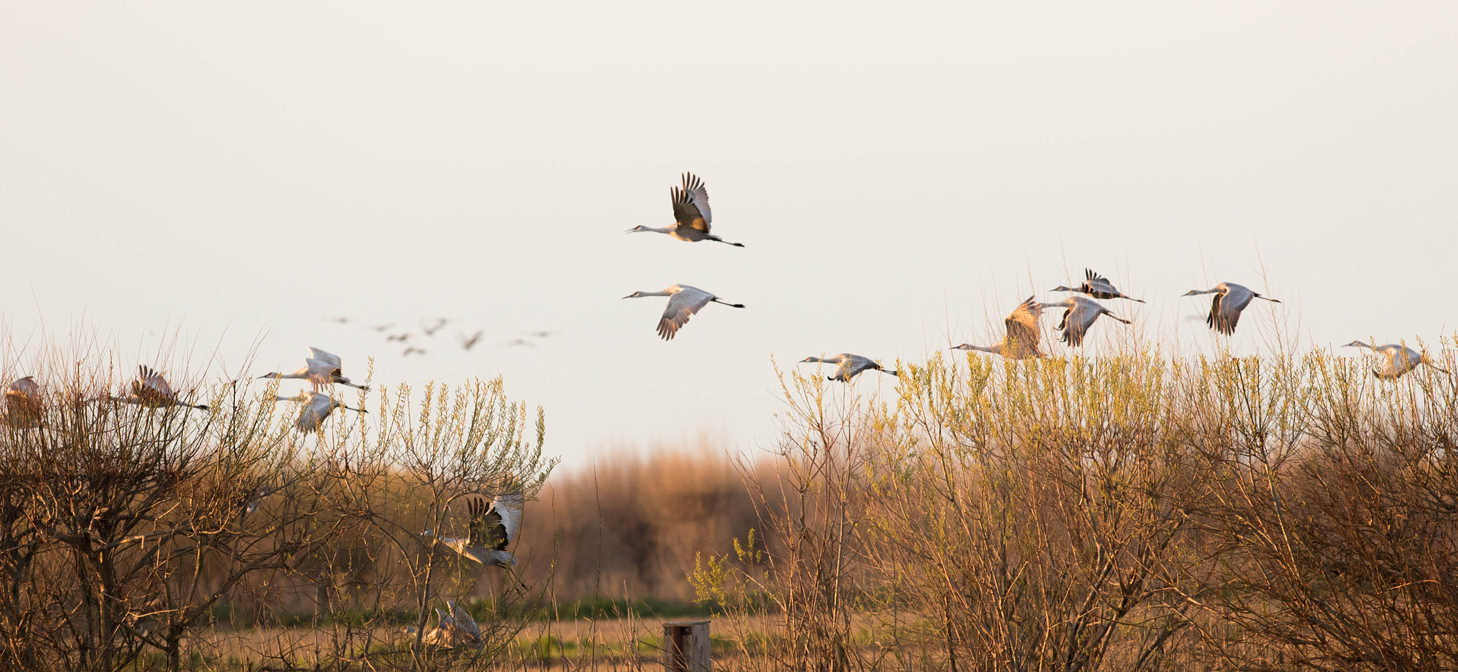 Canon EOS 7D Mark II + Canon EF 300mm F2.8L IS II USM sample photo