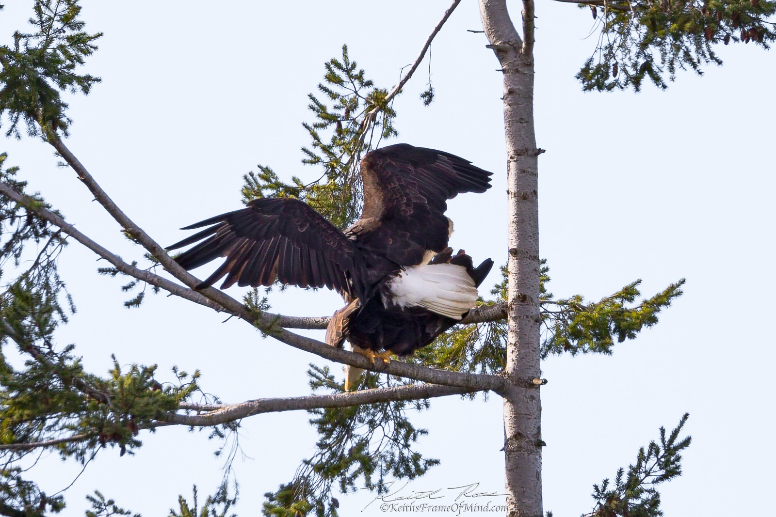 Canon EOS 7D Mark II + Canon EF 600mm F4L IS II USM sample photo. 365. bald eagles mating photography