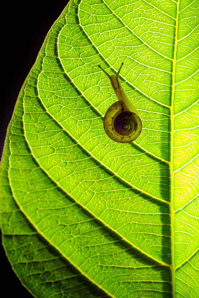 On Green by Iwan Alhadi Saputra on 500px.com