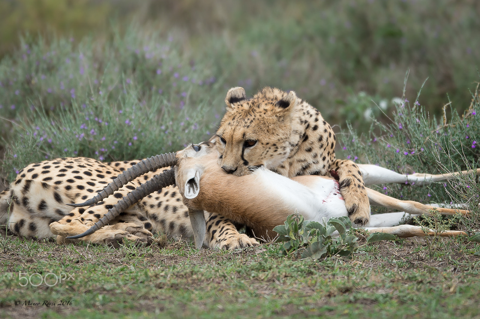 Nikon AF-S Nikkor 500mm F4E FL ED VR sample photo. "kill for life" photography