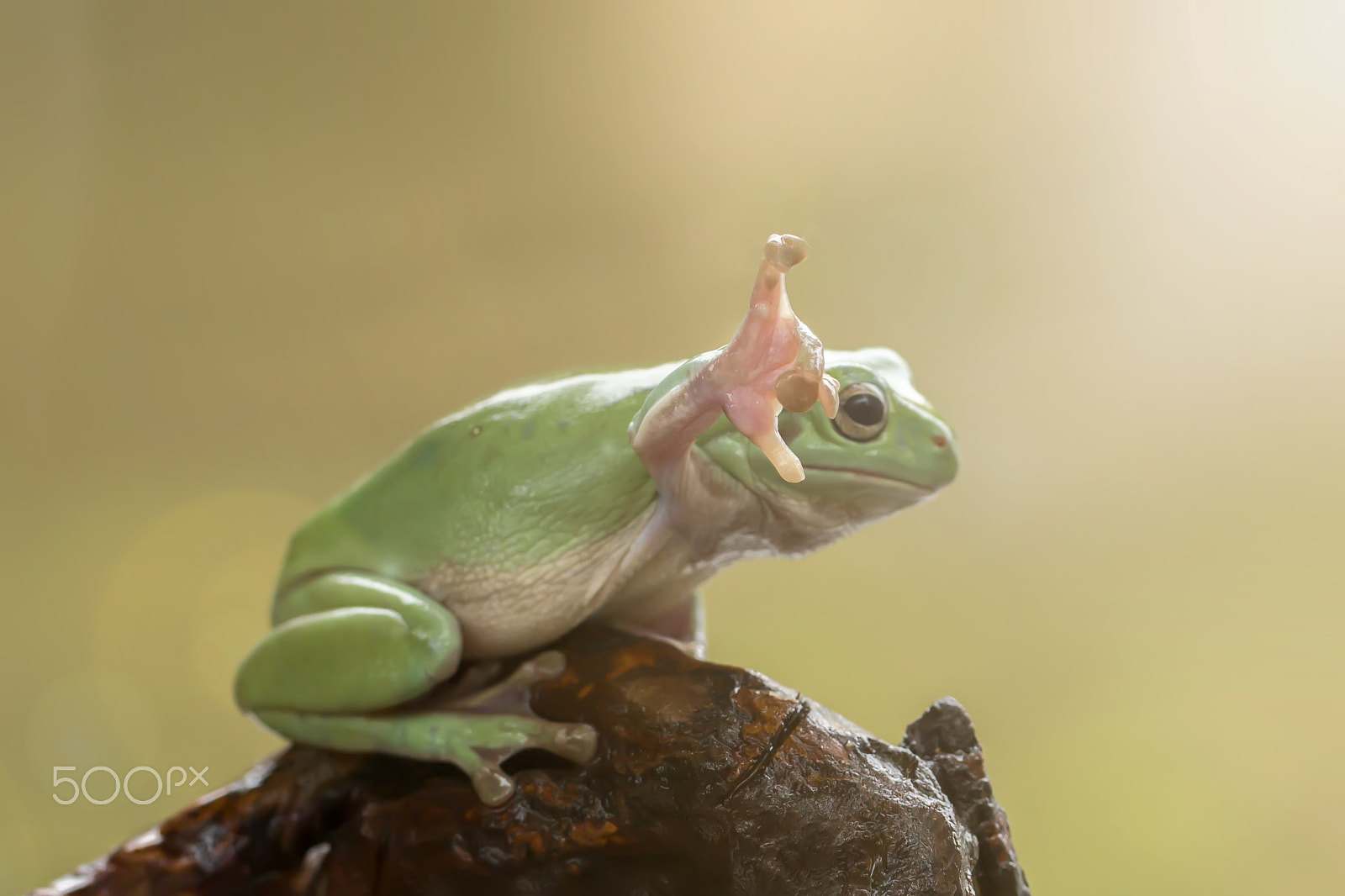 Canon EF 100mm F2.8L Macro IS USM sample photo. Dumpy frog and hand photography