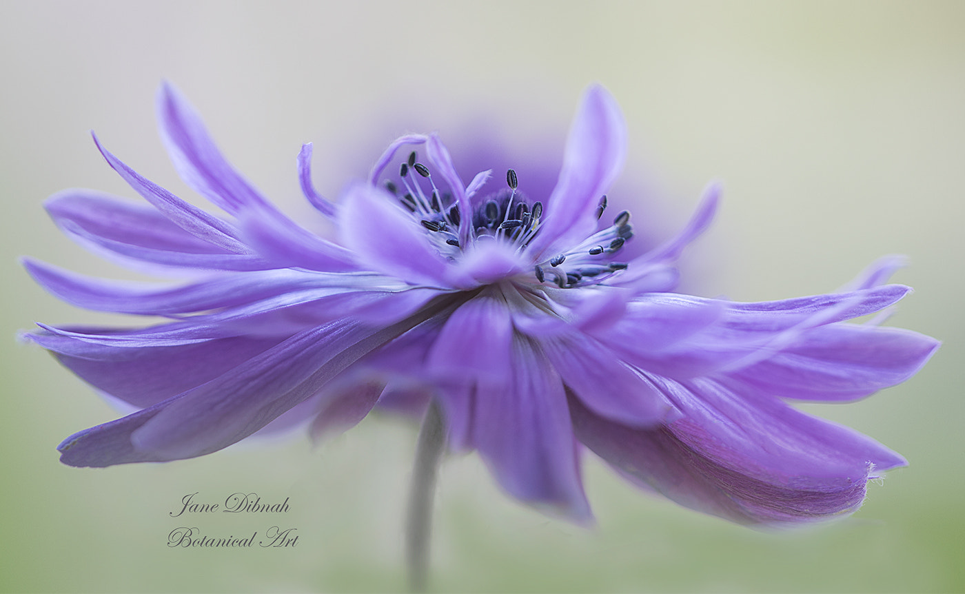 Canon EF 180mm F3.5L Macro USM sample photo. Anemone de caen photography