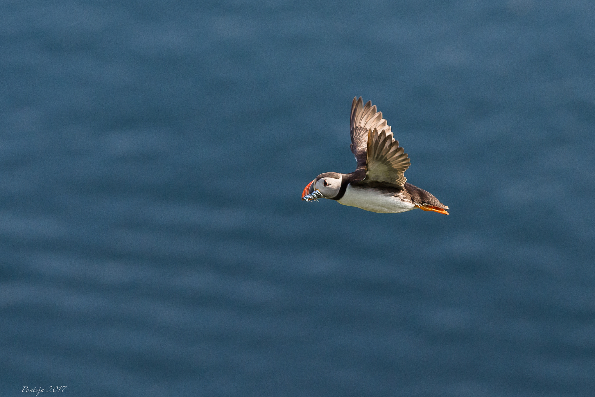 Nikon D600 sample photo. Atlantic puffin photography