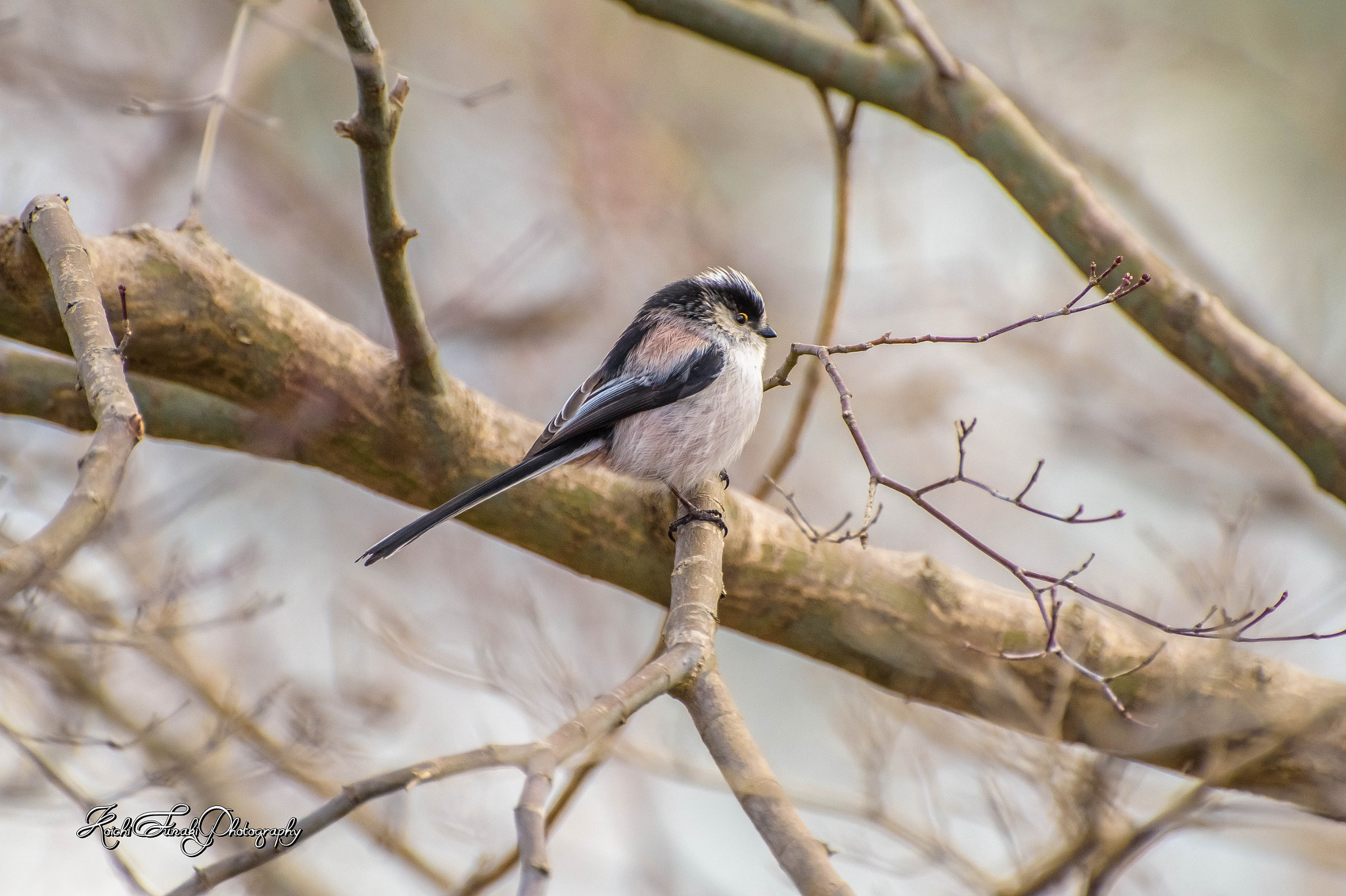 Nikon D810 sample photo. Long-tailed tit photography