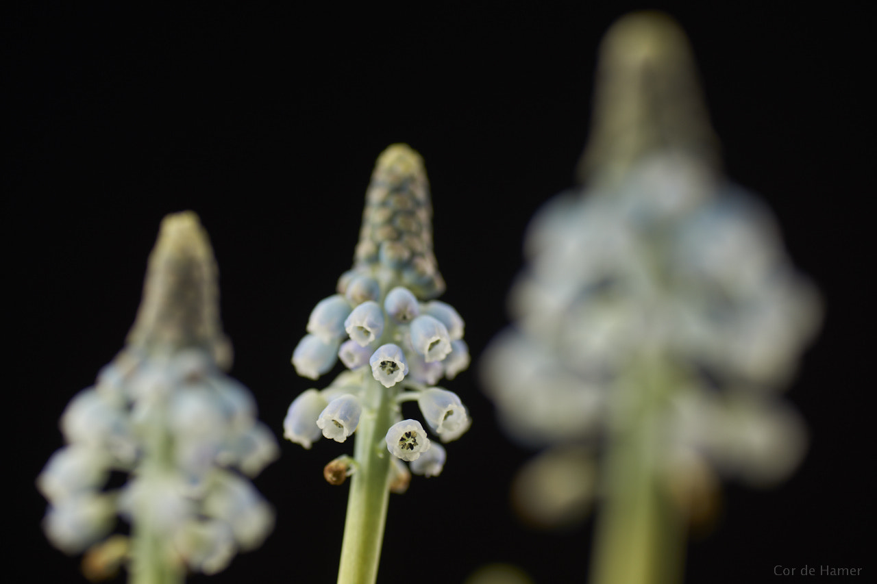 Sony a99 II sample photo. Grape hyacinths photography