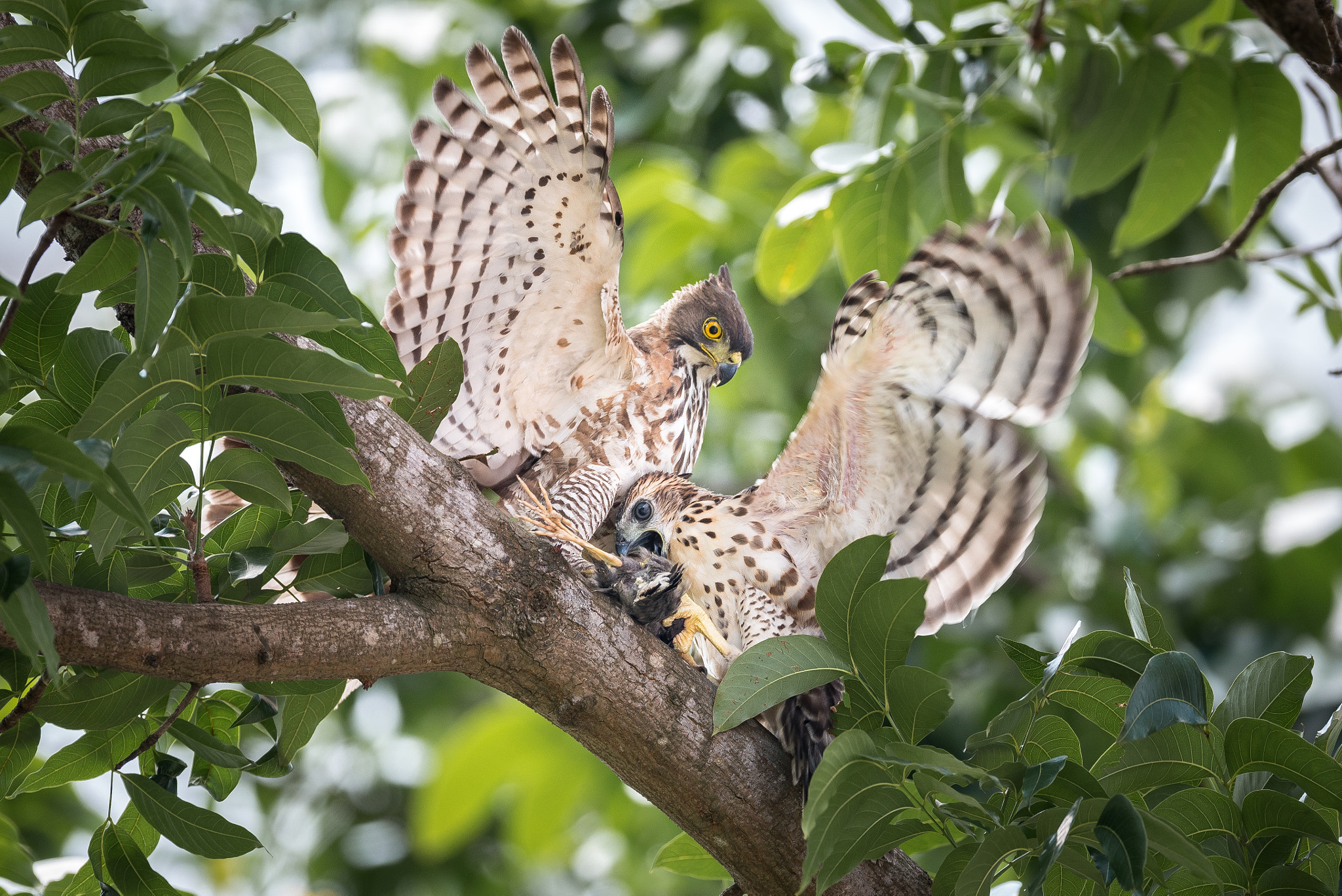Nikon AF-S Nikkor 600mm F4E FL ED VR sample photo. Crested goshawk photography