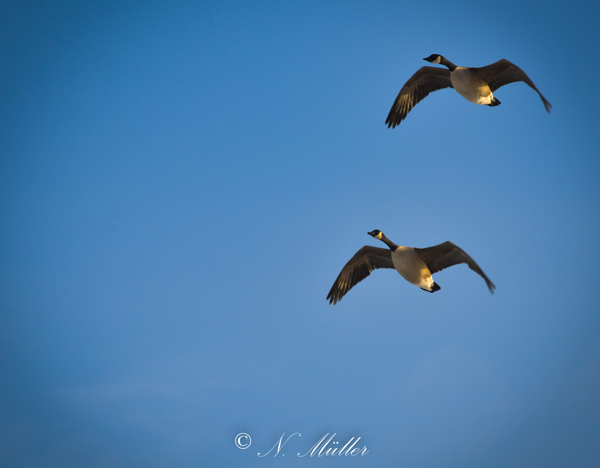 Sigma 70-300mm F4-5.6 APO DG Macro sample photo. Weser photography