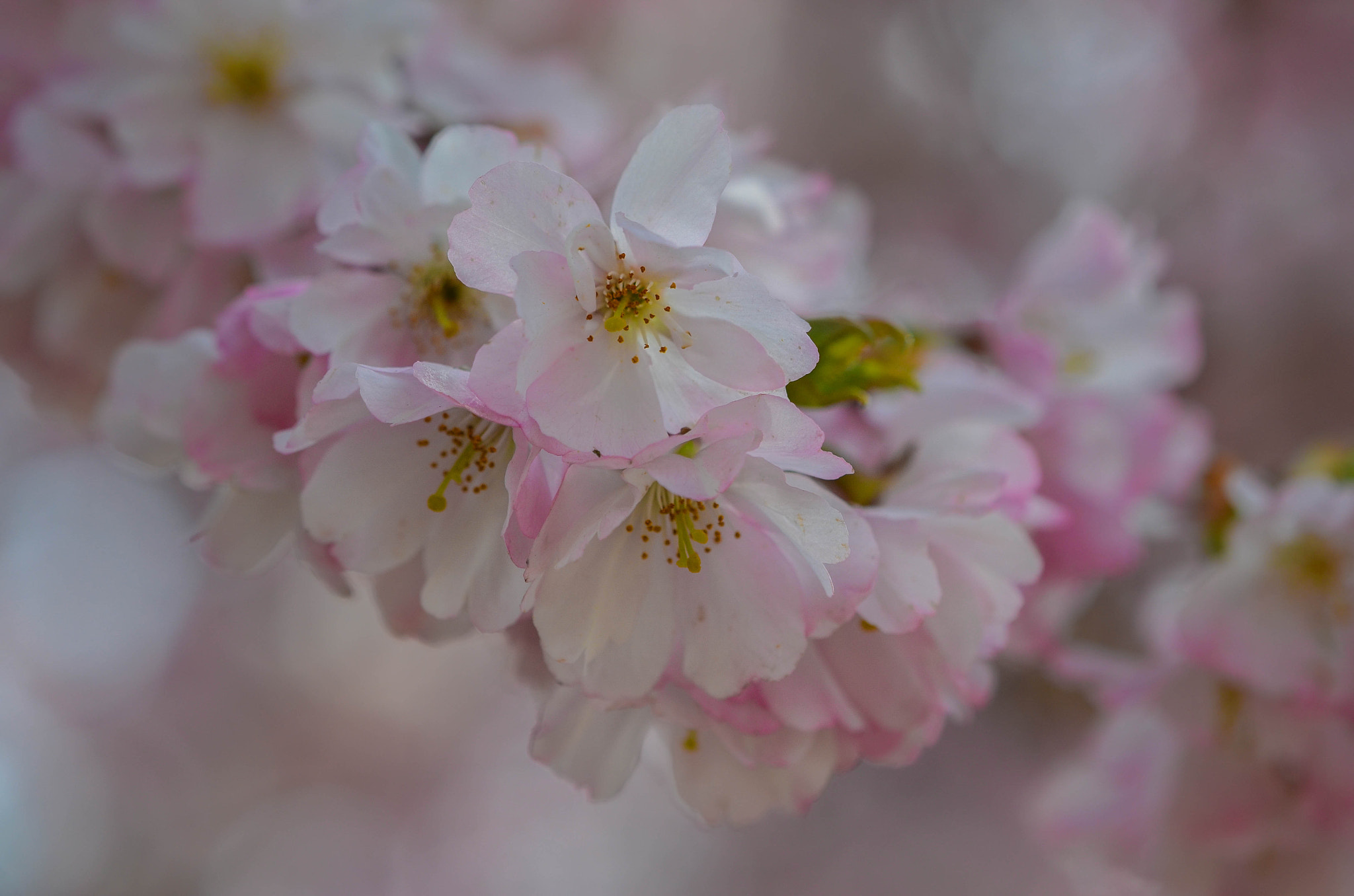 Nikon AF-S DX Micro-Nikkor 85mm F3.5G ED VR sample photo. Waiting for spring photography