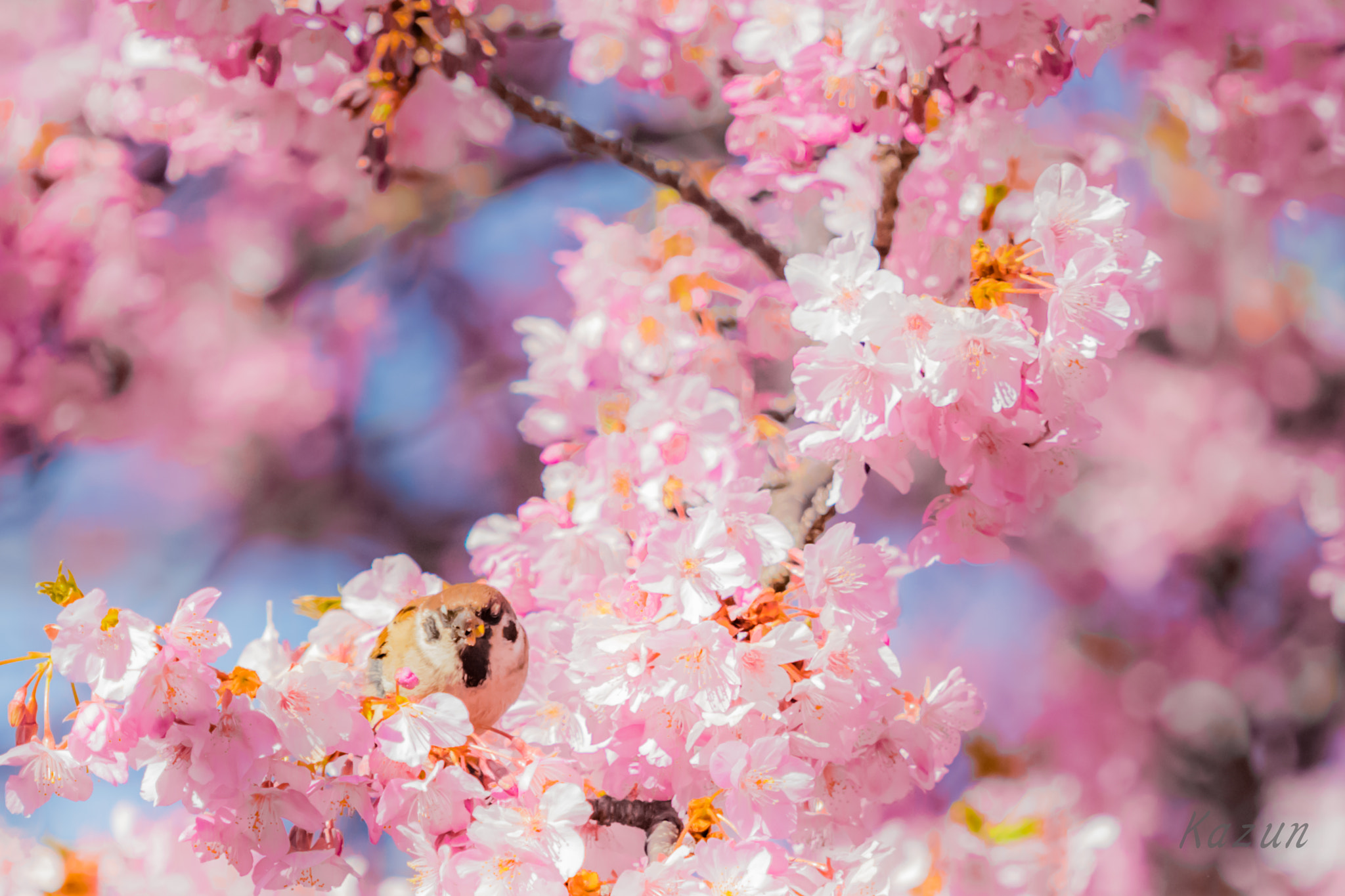 Canon EOS-1D X Mark II sample photo. Delicious~ photography