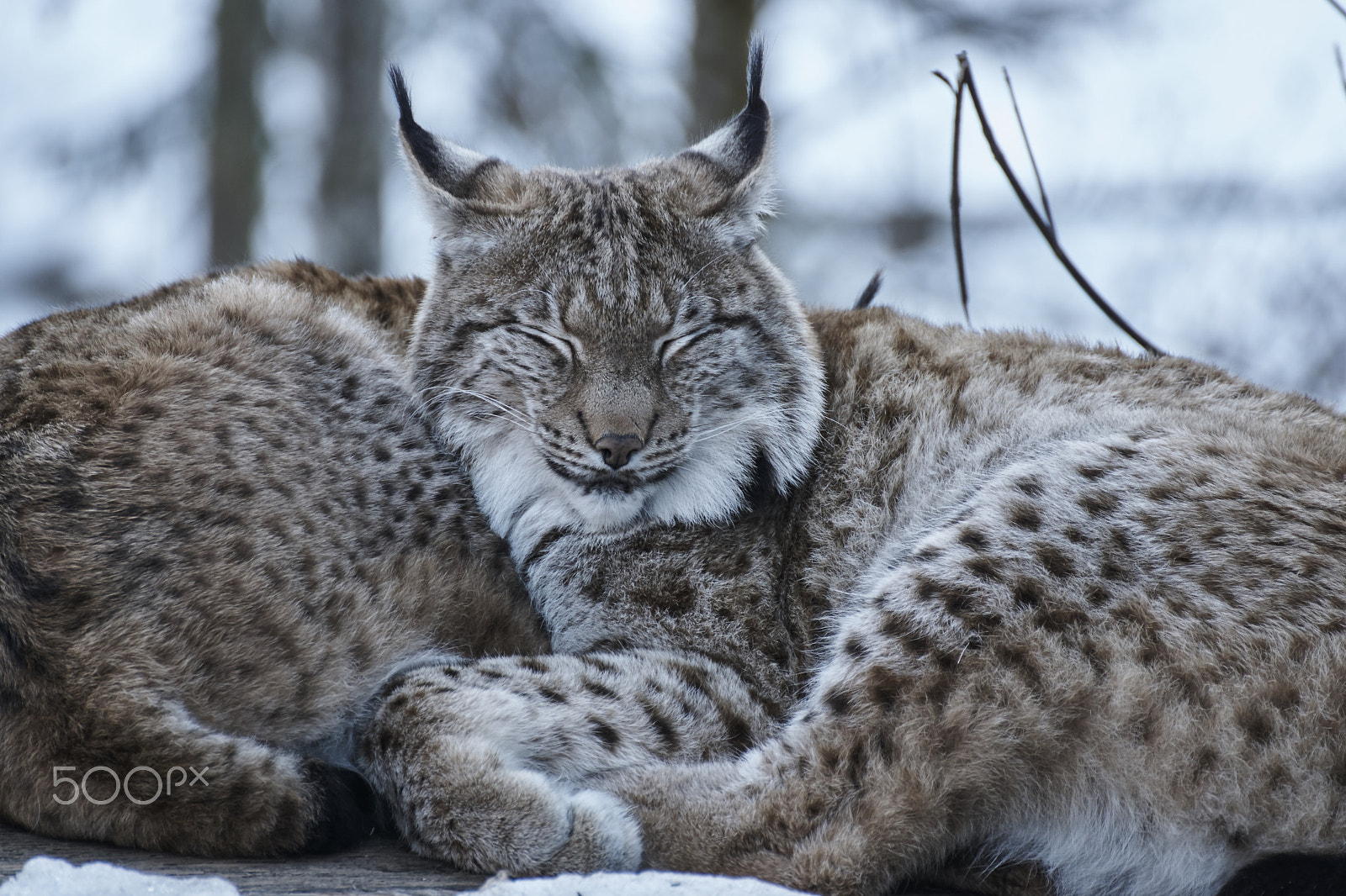 Tamron SP 70-300mm F4-5.6 Di USD sample photo. Luchs photography