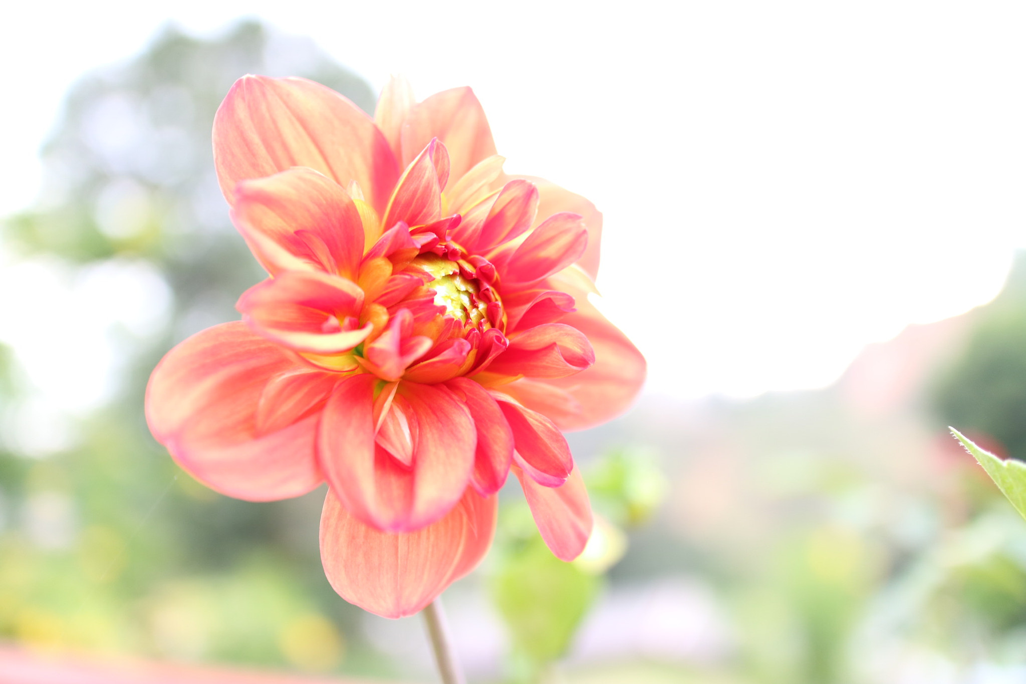 Canon EOS M3 + Canon EF-M 22mm F2 STM sample photo. Sunflower photography