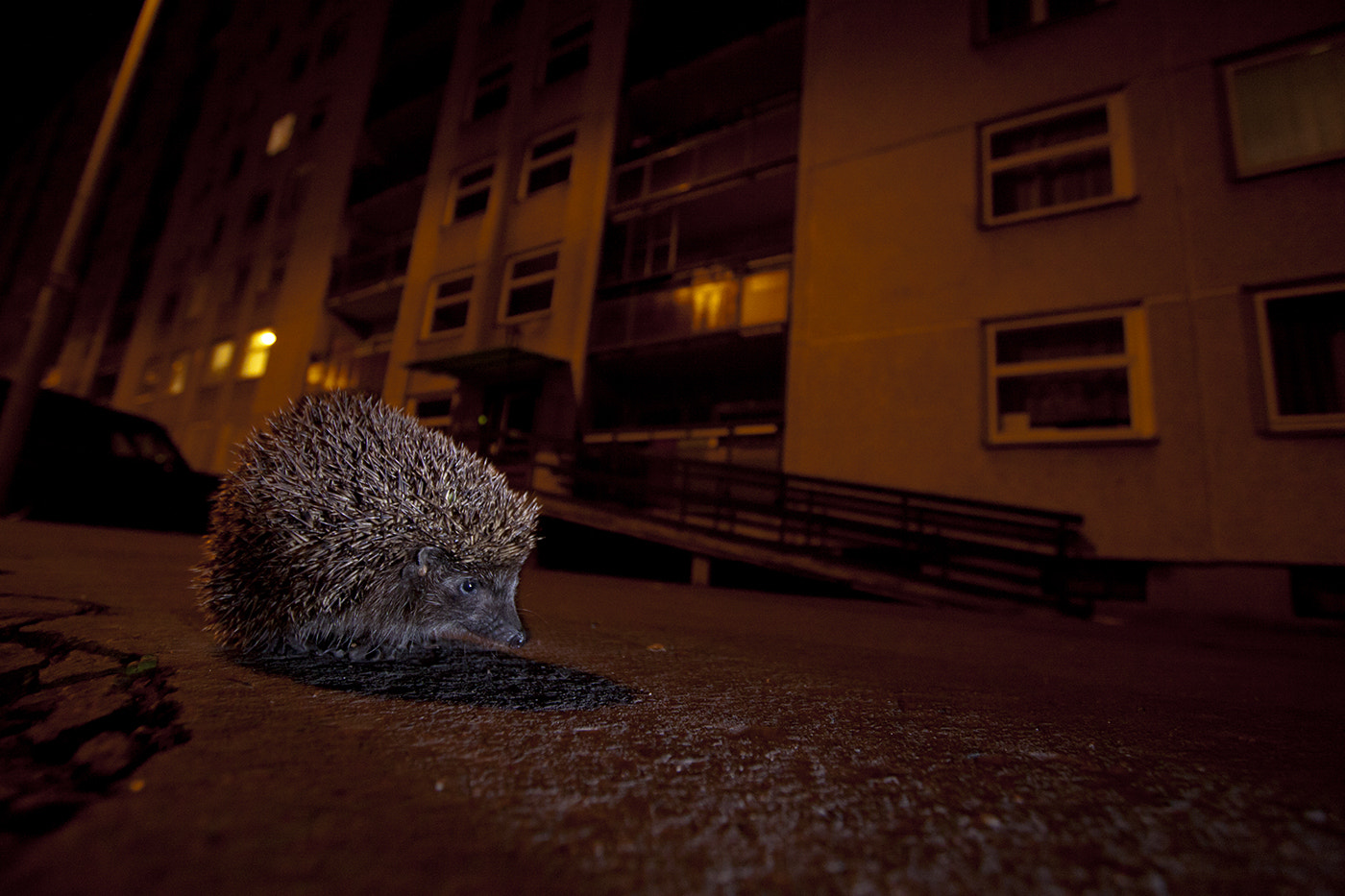 Canon EOS 50D + Canon EF-S 10-22mm F3.5-4.5 USM sample photo. Hedgehog in budapest photography