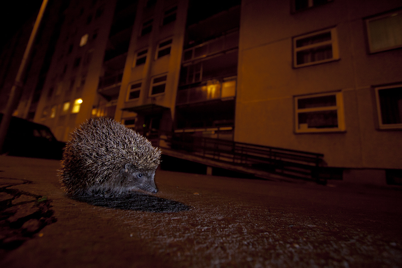 Canon EF-S 10-22mm F3.5-4.5 USM sample photo. Hedgehog in budapest photography