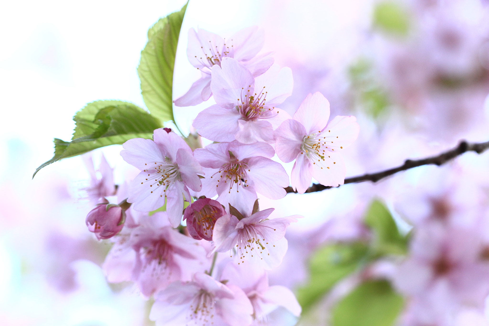Canon EOS 700D (EOS Rebel T5i / EOS Kiss X7i) sample photo. Kawazu sakura in the evening light photography