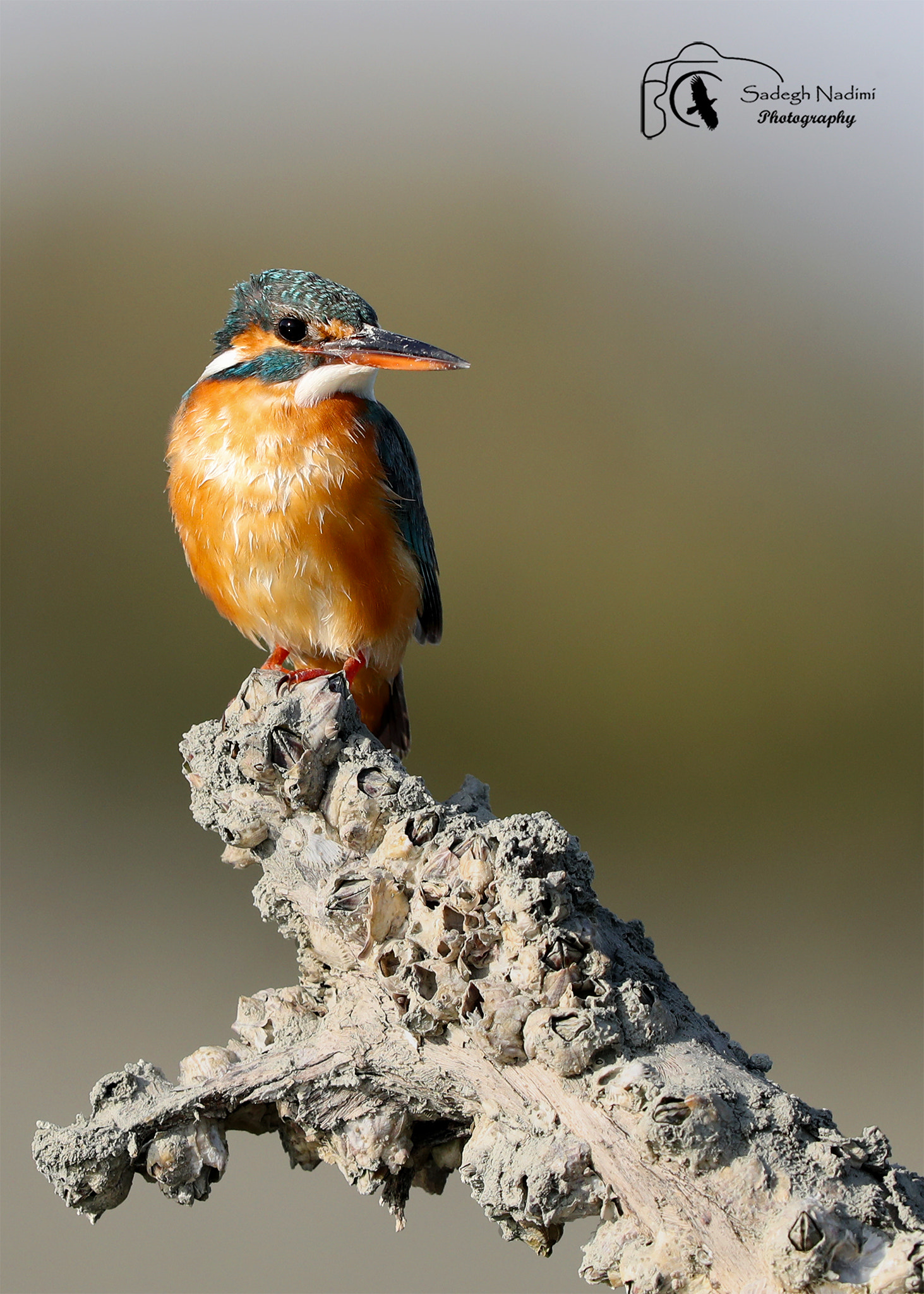 Canon EF 600mm F4L IS II USM sample photo
