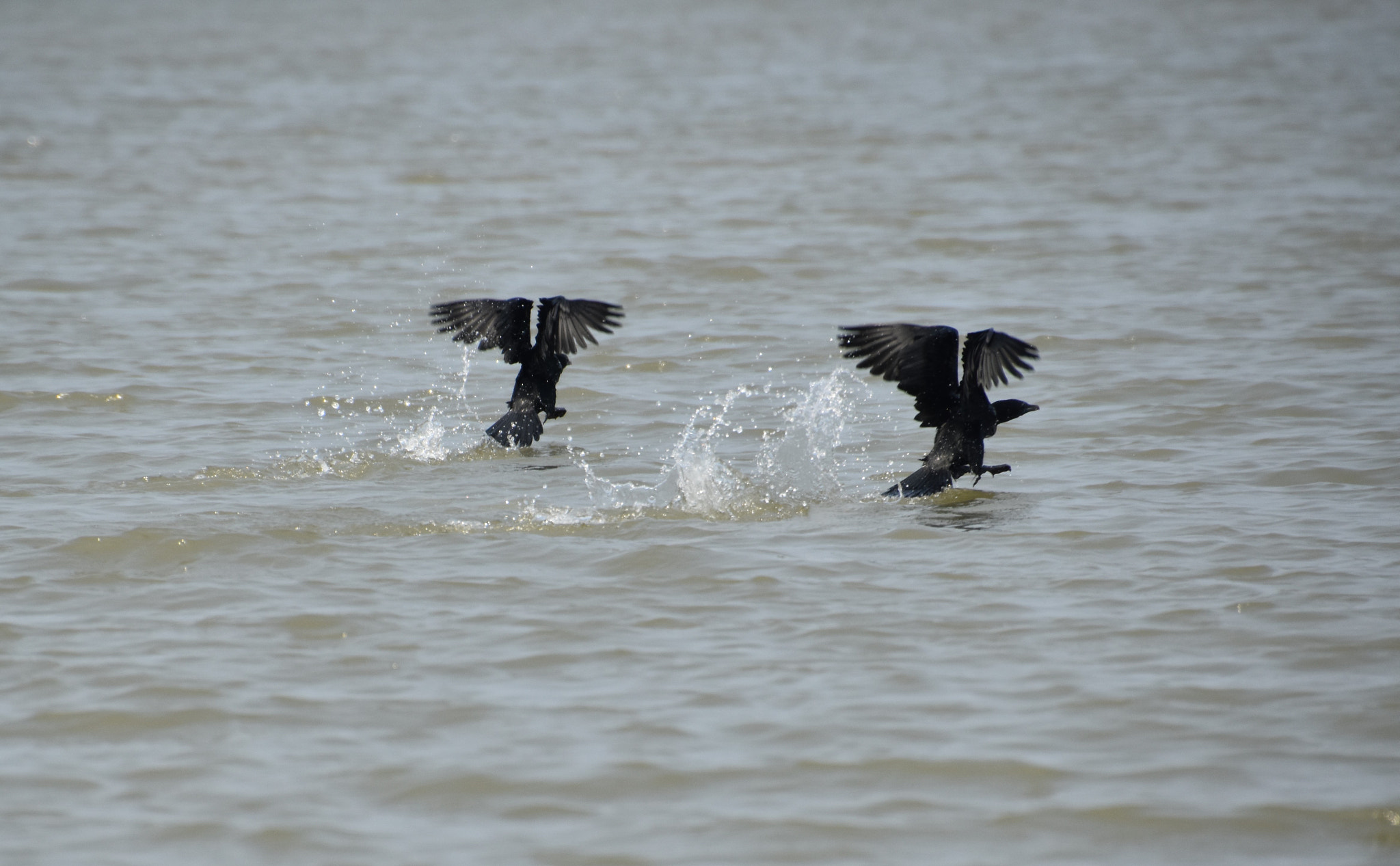 Nikon D5500 sample photo. Pair photography
