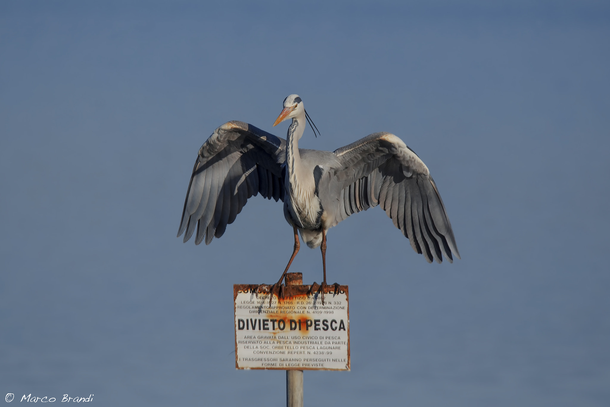 Sigma 150-600mm F5-6.3 DG OS HSM | S sample photo. Airone cenerino - grey heron photography