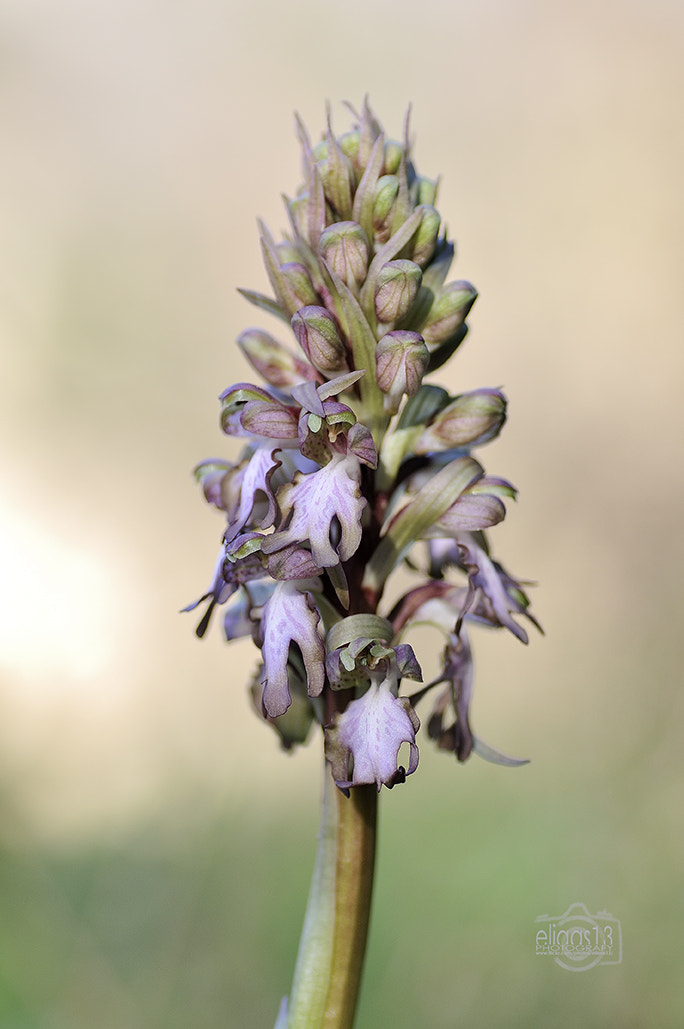 Nikon D300S sample photo. Barlia robertiana-mosques grosses photography