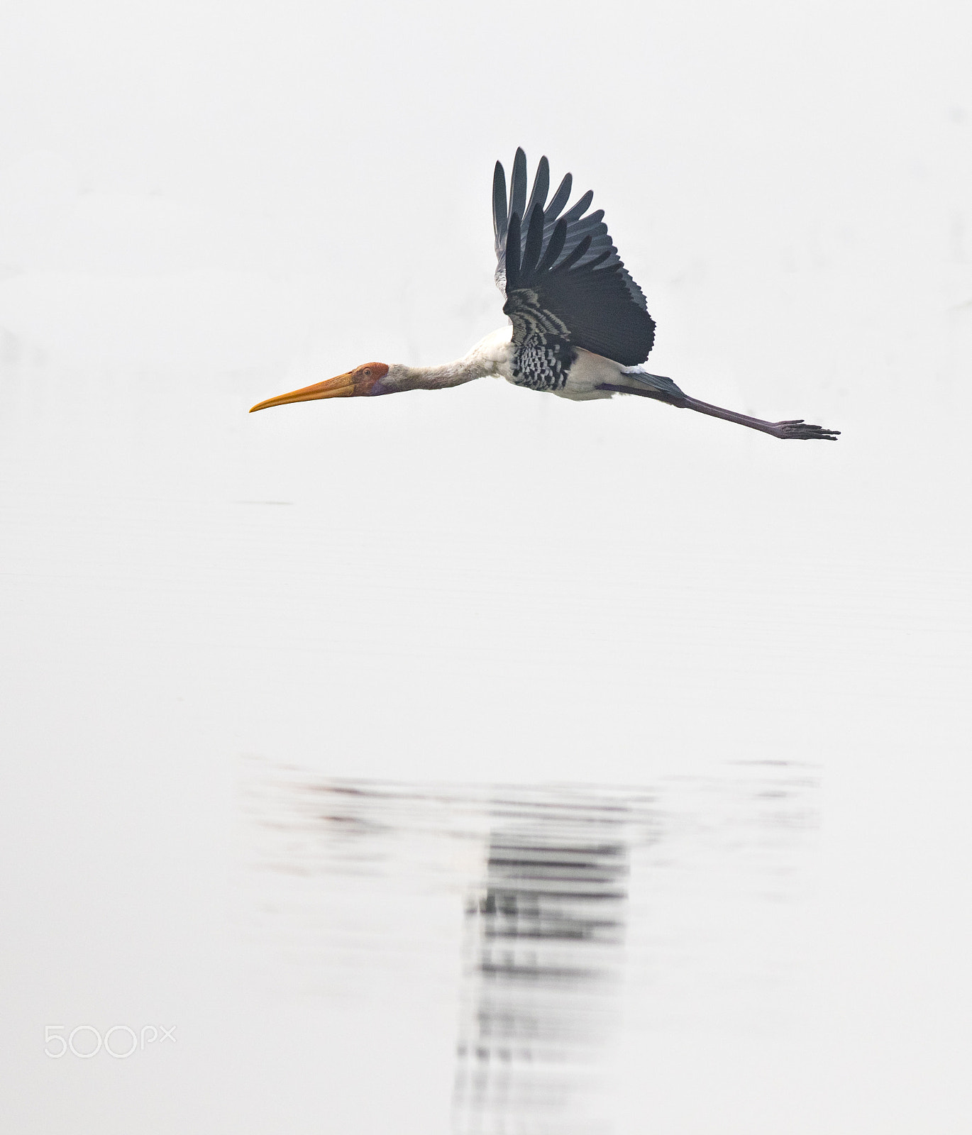 Canon EOS 80D + Canon EF 400mm F5.6L USM sample photo. Painted stork in flight photography