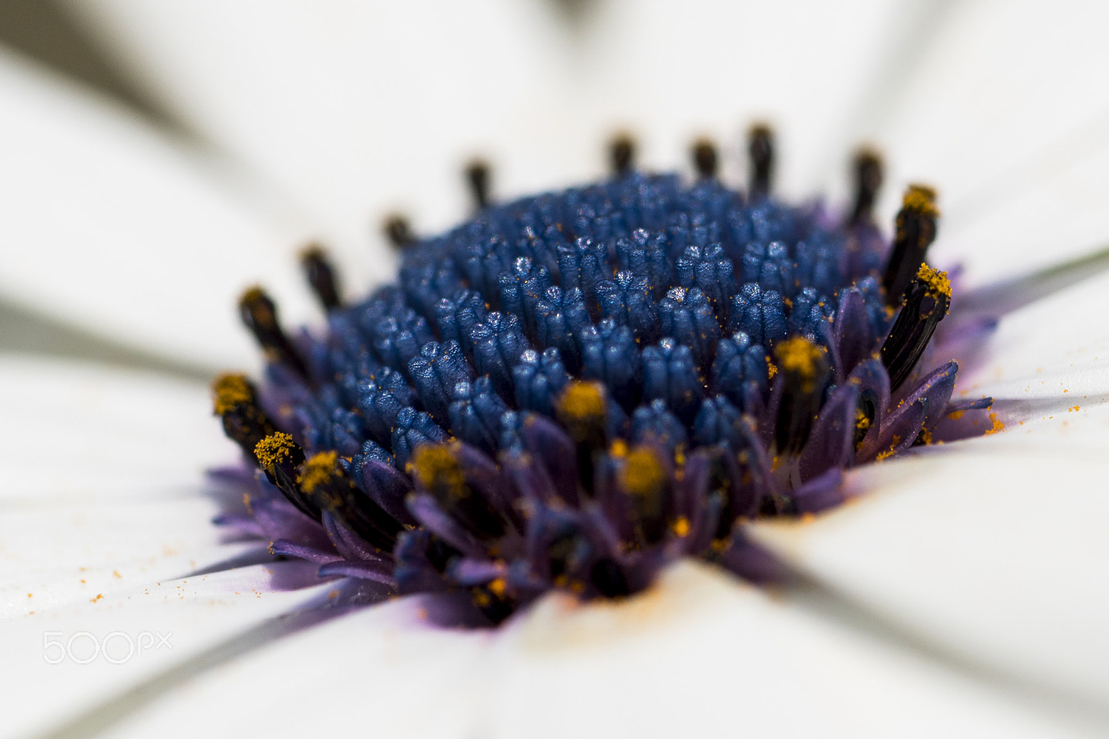 Sony a6500 + Sony FE 90mm F2.8 Macro G OSS sample photo. Cape daisy photography