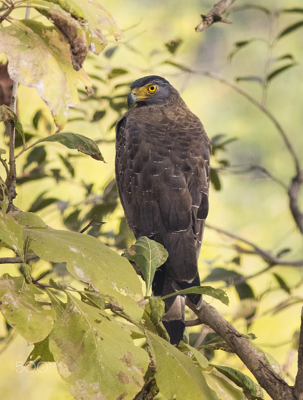 Canon EOS 80D + Canon EF 400mm F5.6L USM sample photo. Golden eye photography