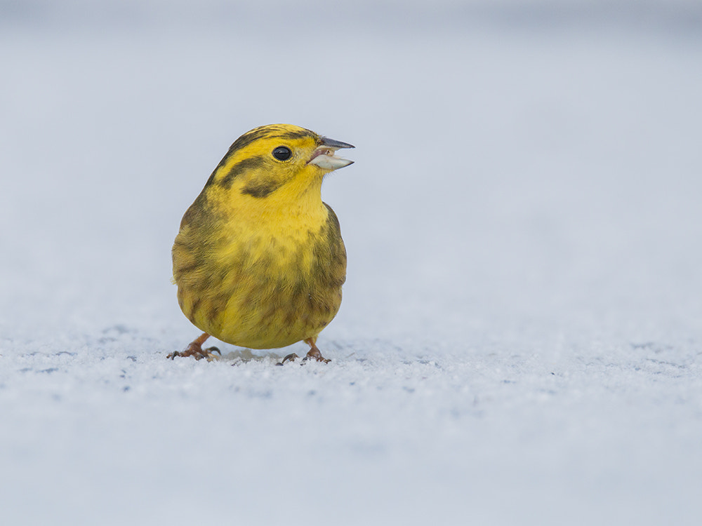 Canon EOS 70D sample photo. Geelgors / yellowhammer photography