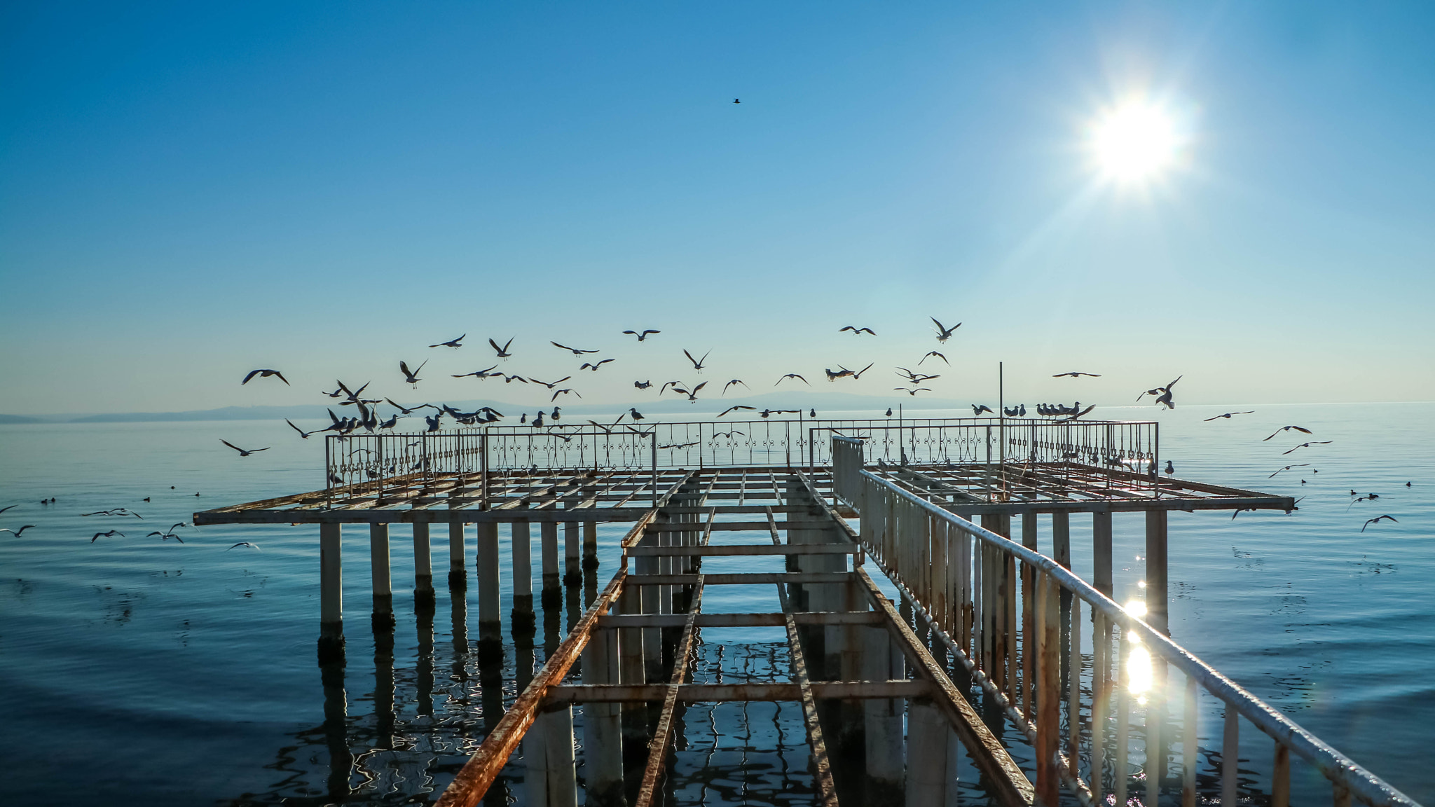 Canon EOS M3 sample photo. Seagulls photography