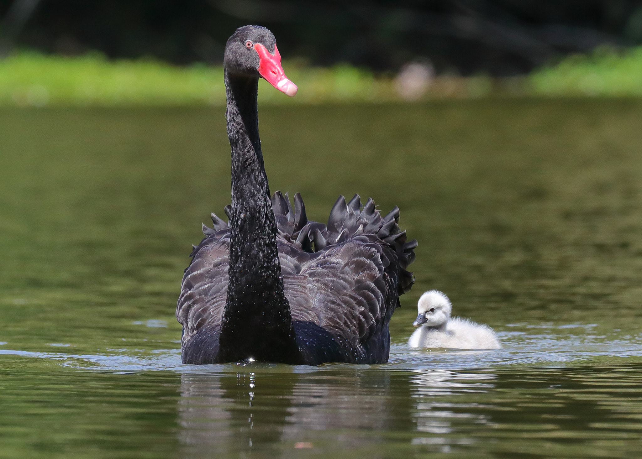Canon EF 200-400mm F4L IS USM Extender 1.4x sample photo. First excursion photography